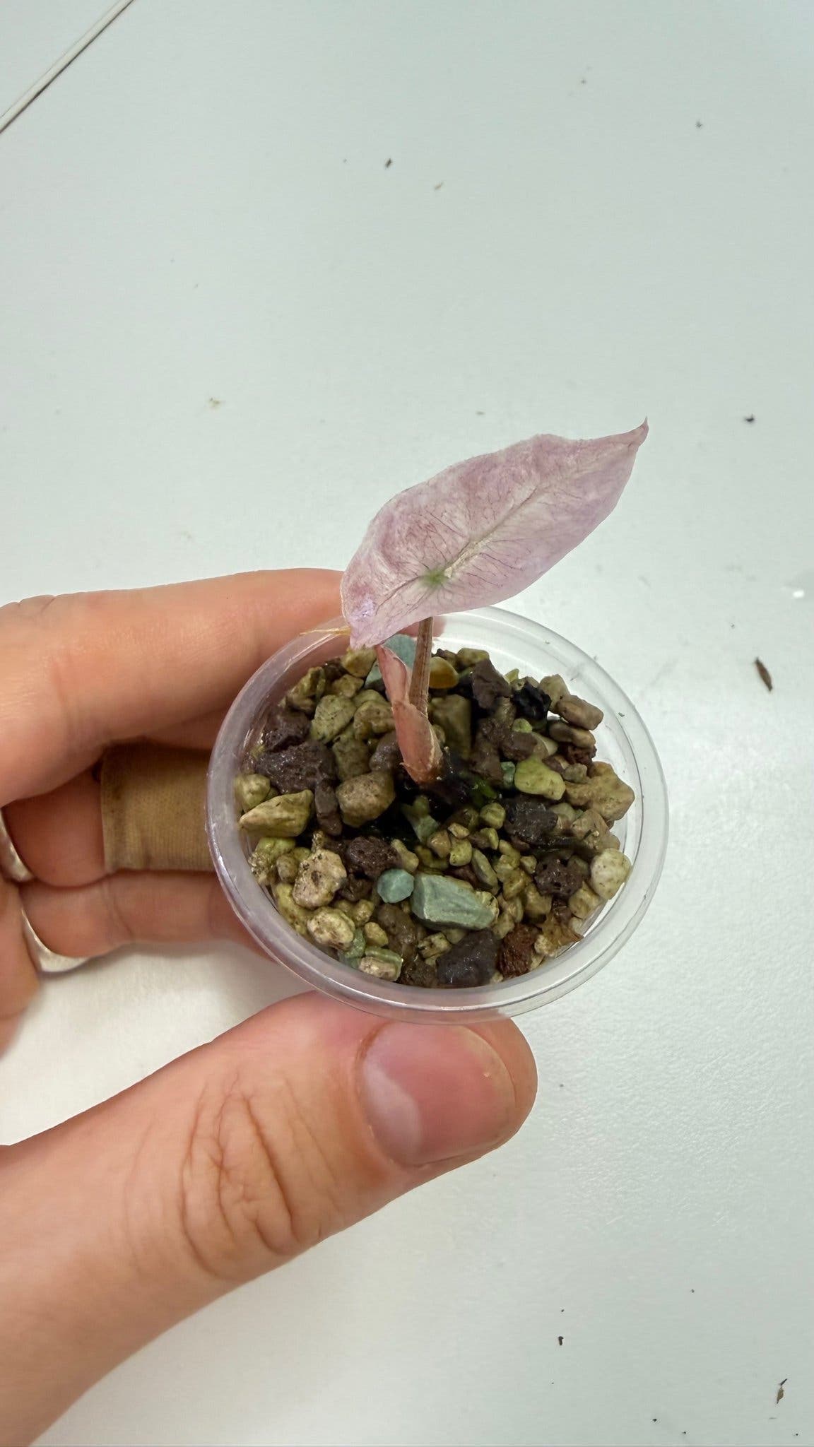 Alocasia polly pink mint