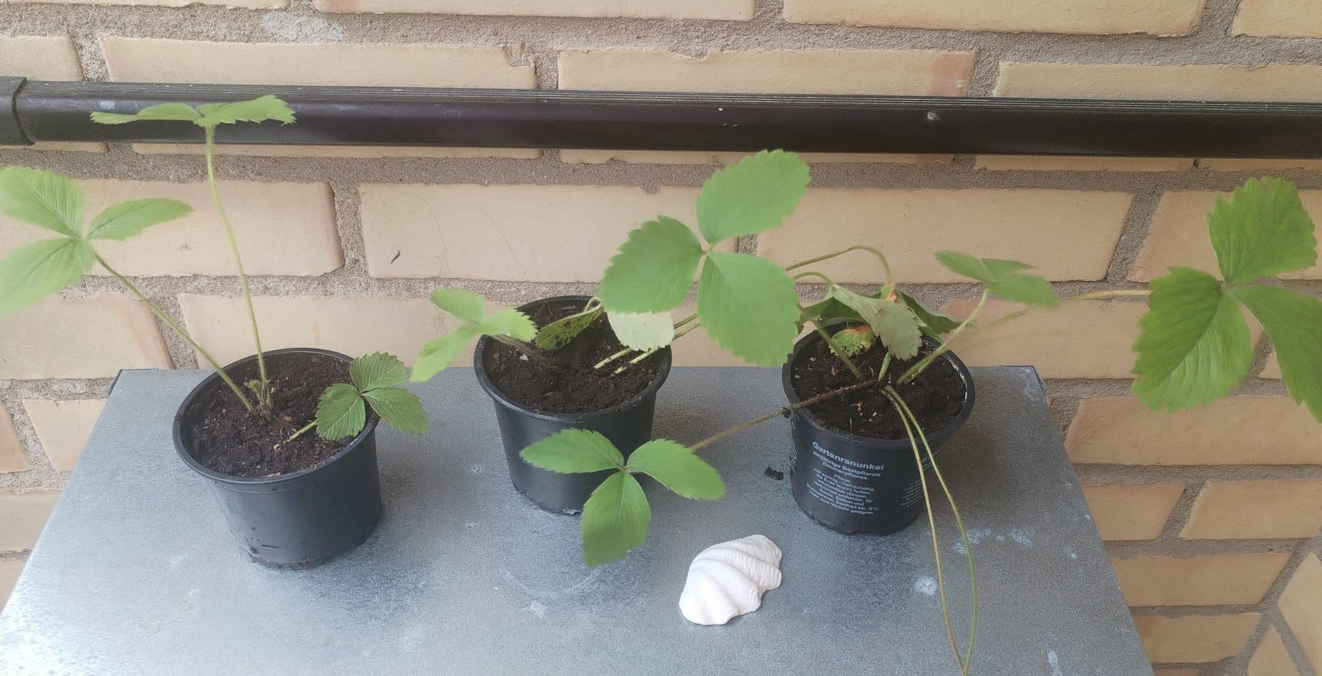 Jordgubbsplantor (Fragaria x ananassa) - 3 krukor (Avhämtning Uppsala)