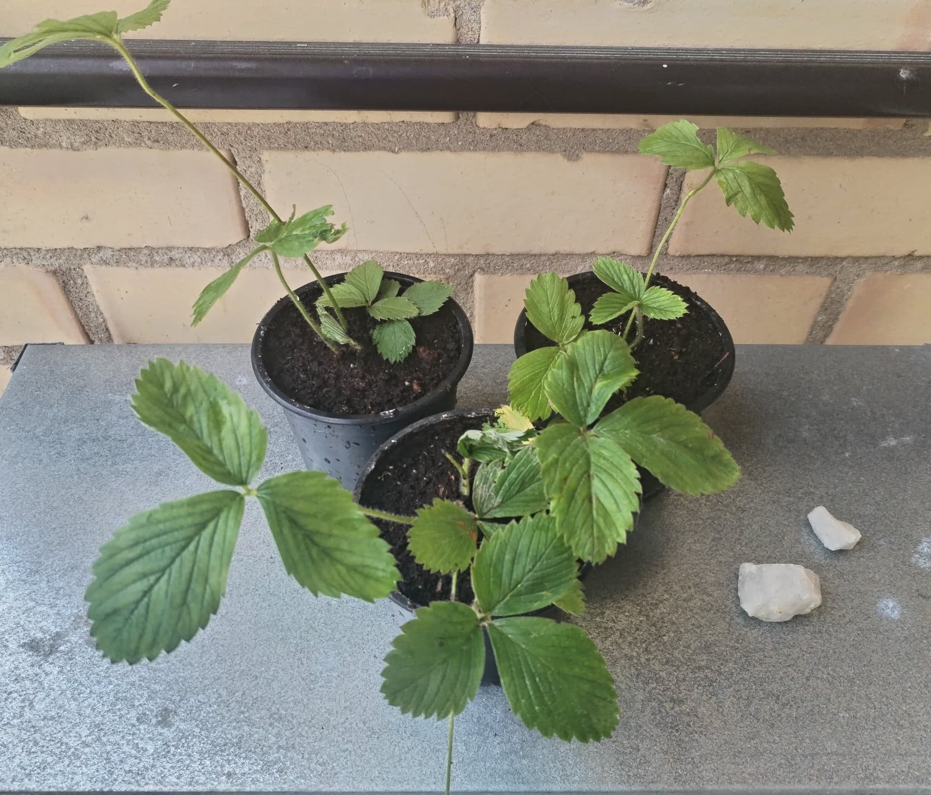 Jordgubbsplantor (Fragaria x ananassa) - 3 krukor (Avhämtning Uppsala)