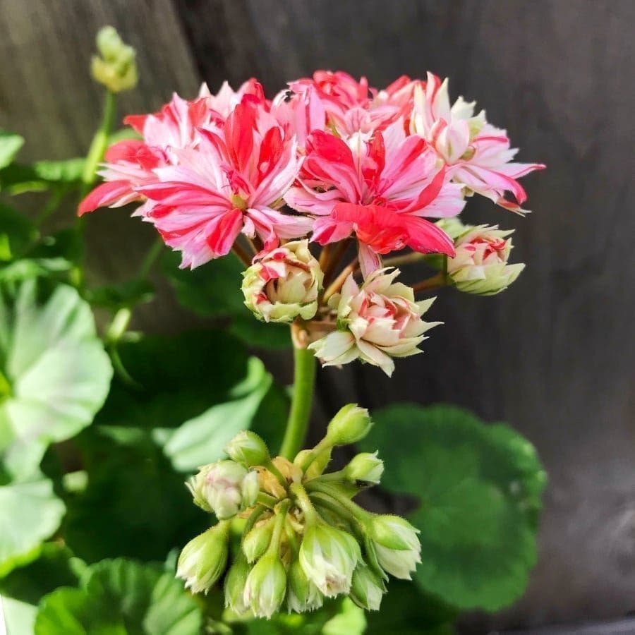 Pelargon 'Mallorca’