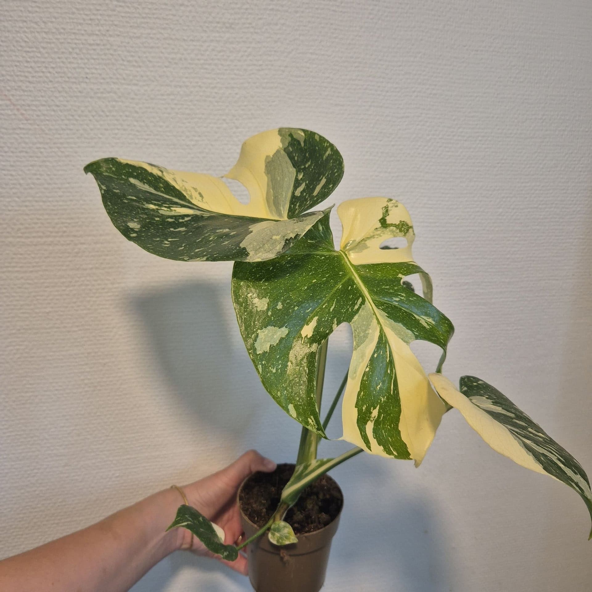 Monstera Thai Constellation