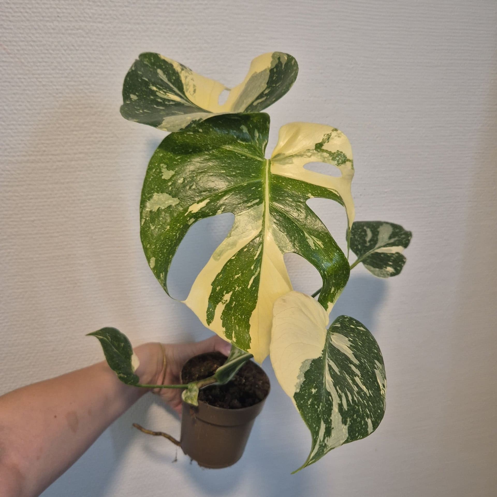 Monstera Thai Constellation