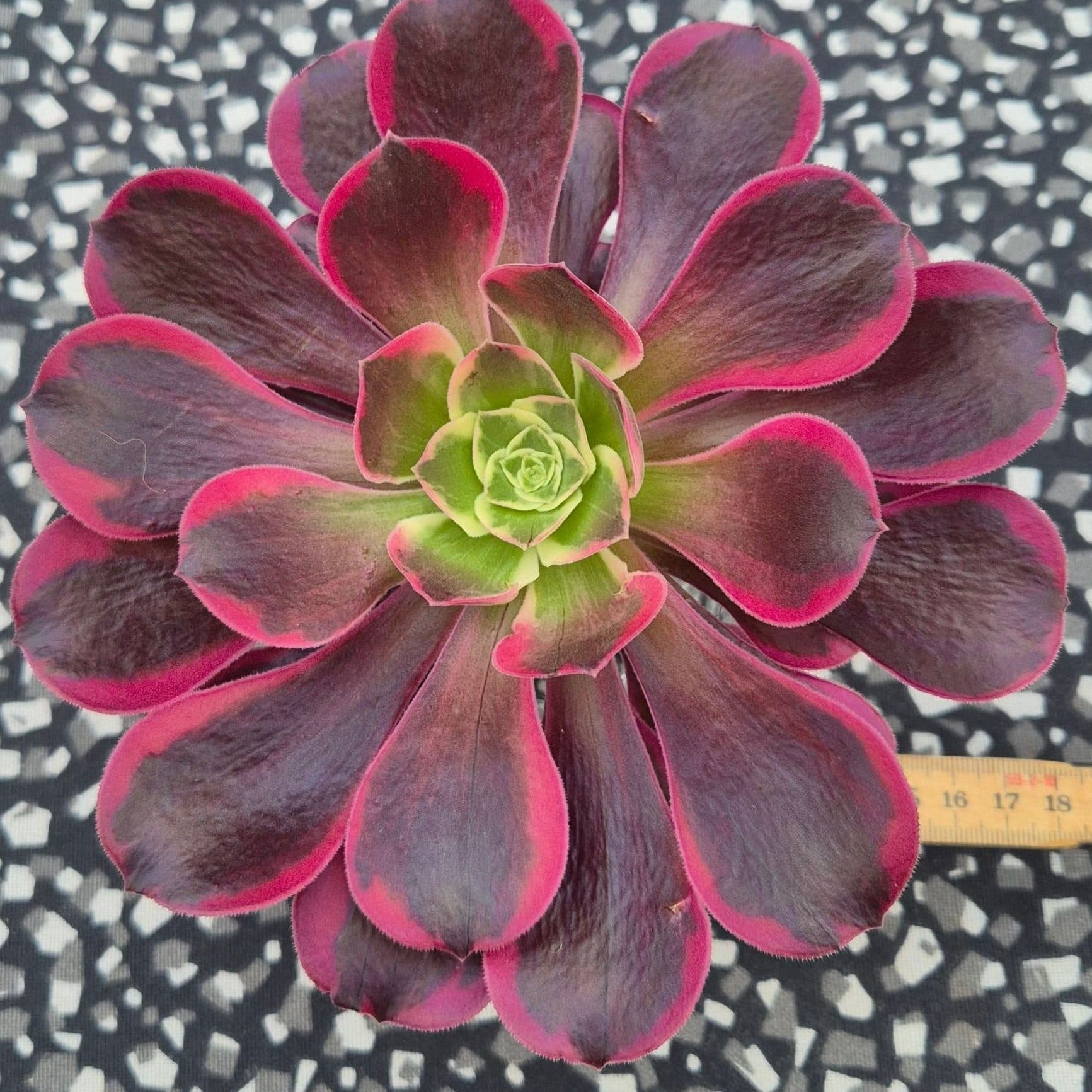 Aeonium Canary, 1 stickling