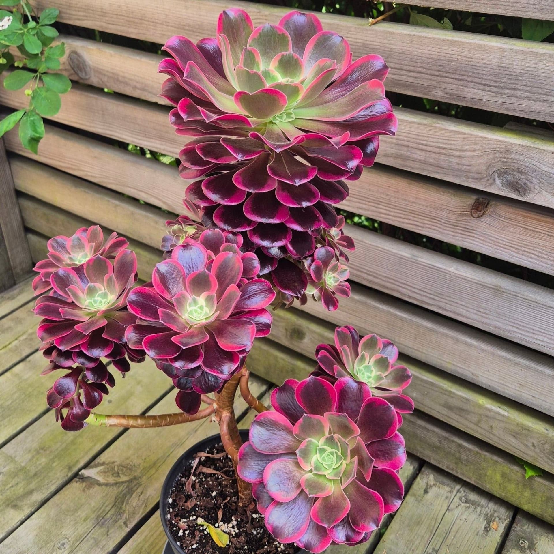 Aeonium Canary, 1 stickling