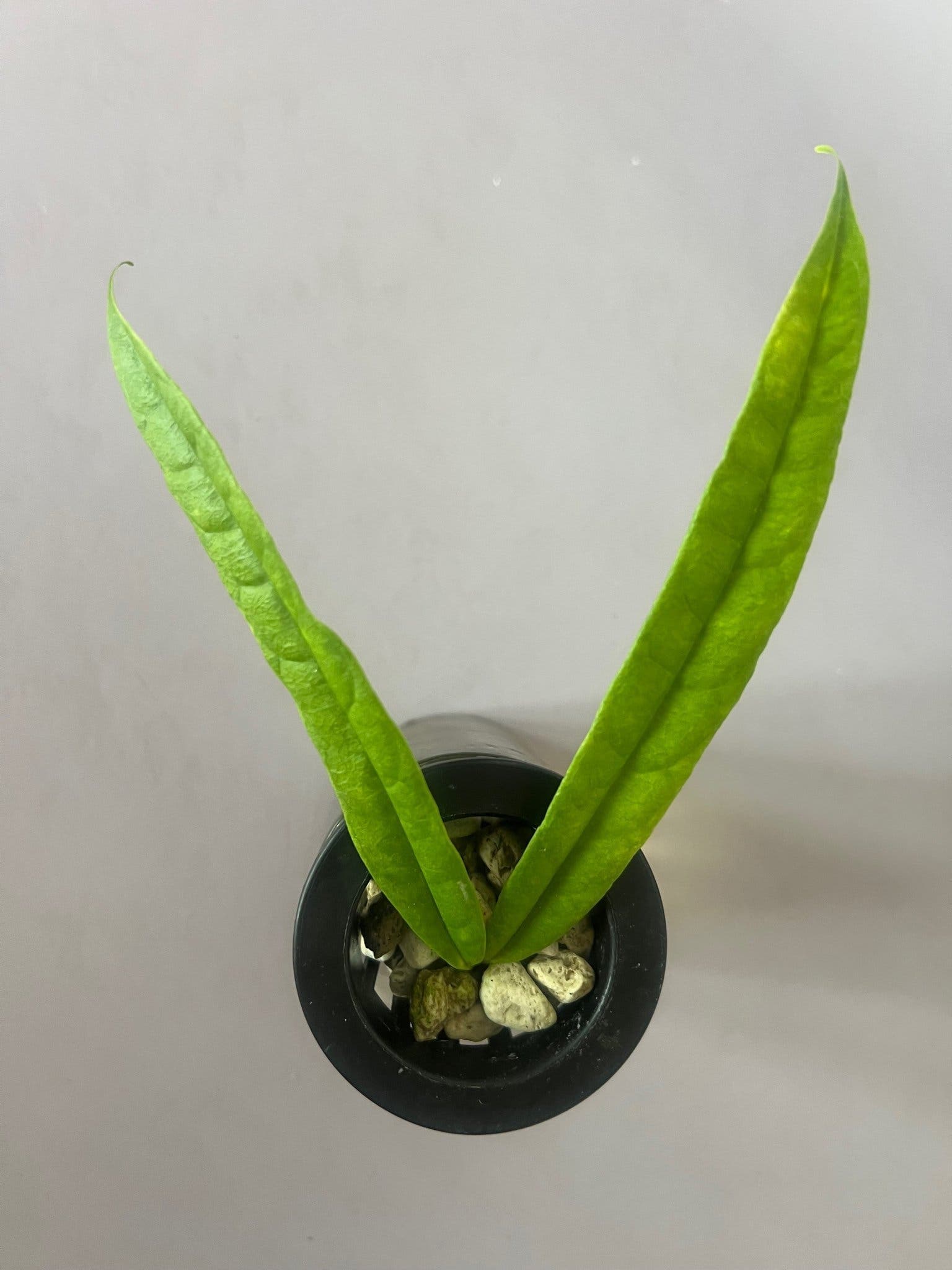 Hoya platycaulis