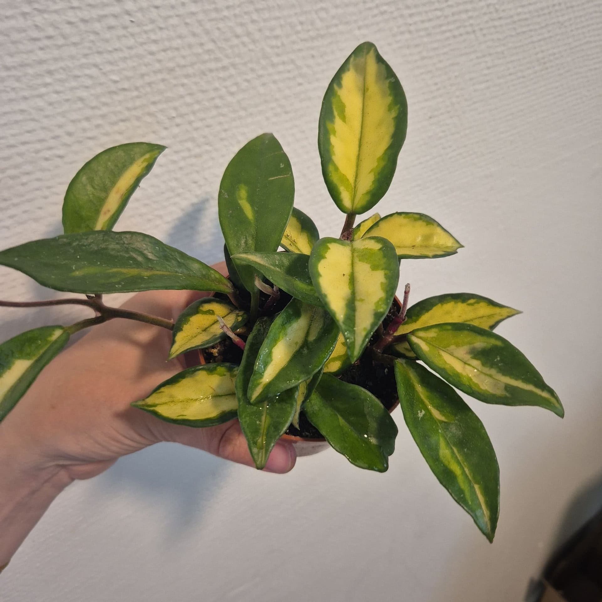 Hoya Carnosa varijegata