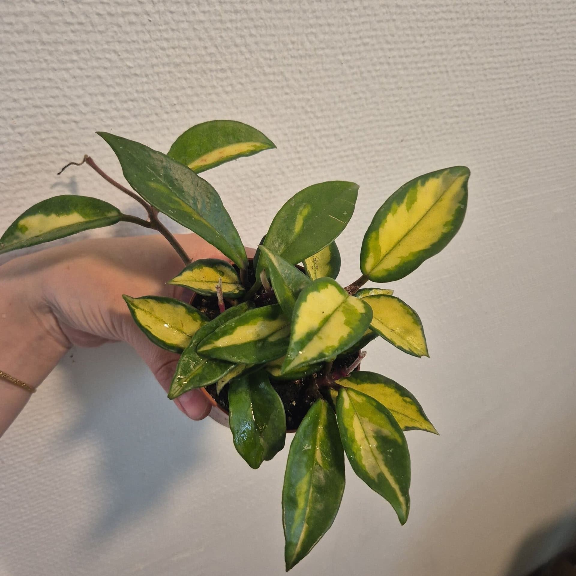 Hoya Carnosa varijegata