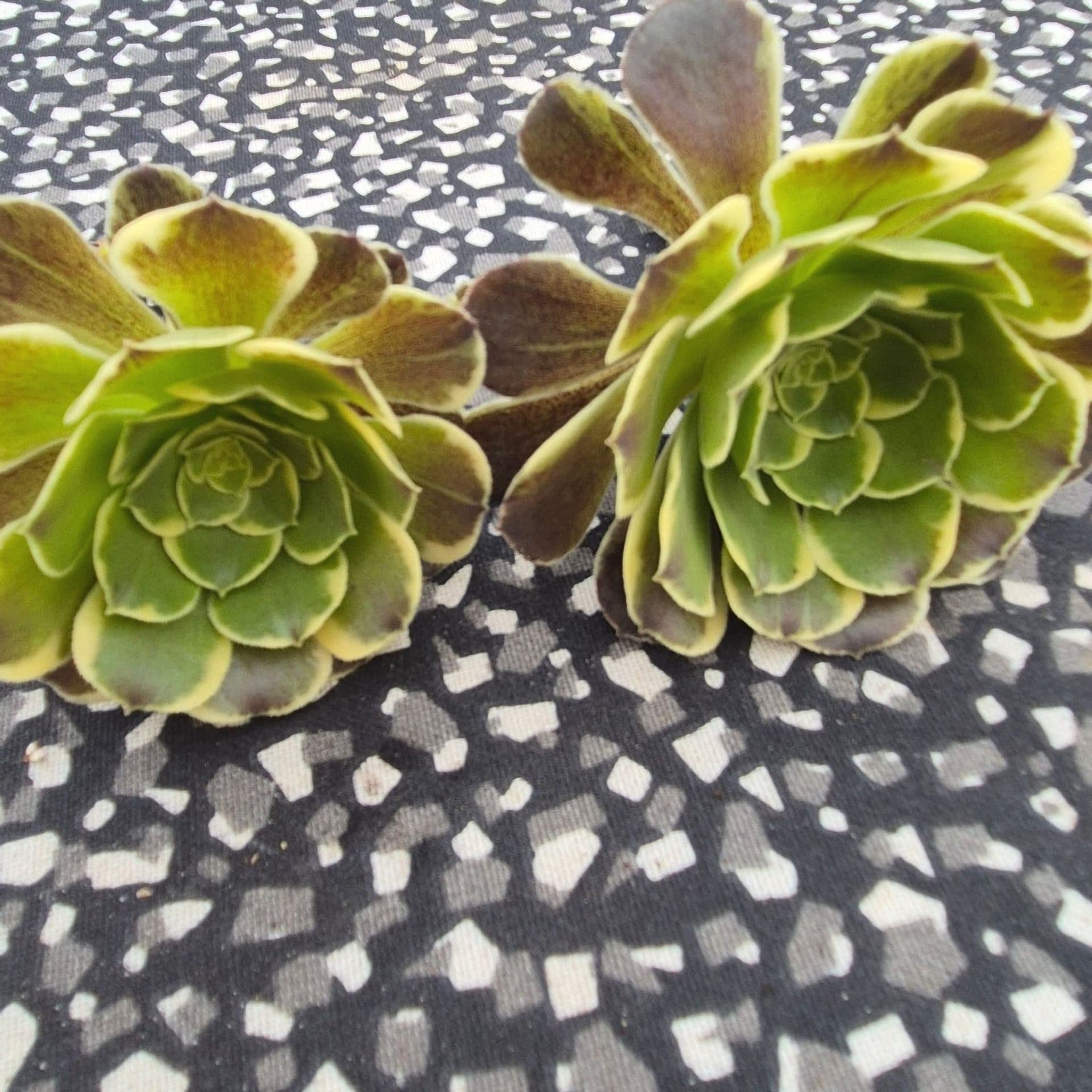 Aeonium Cinderella 2 sticklingar