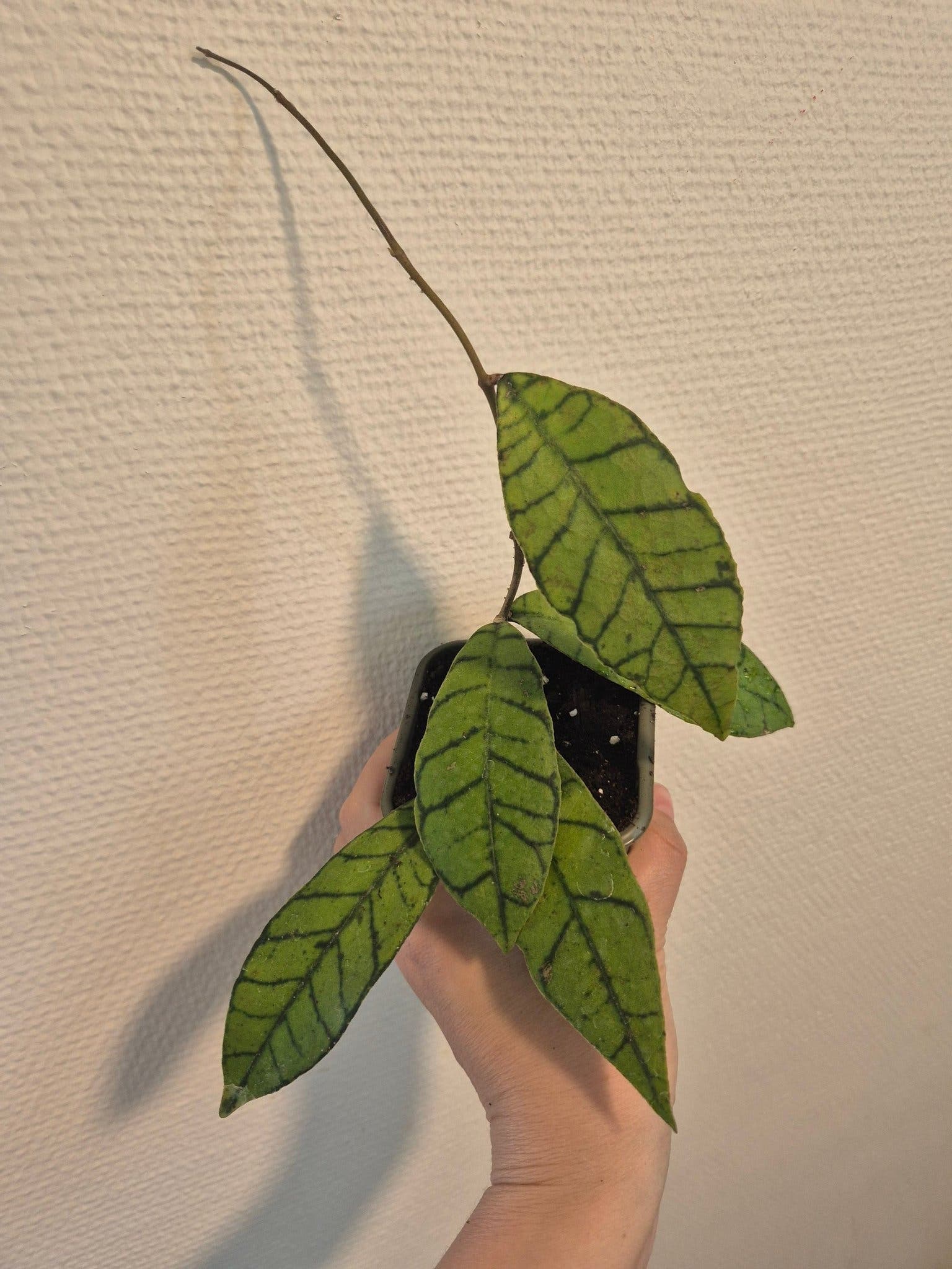 Hoya callistophylla