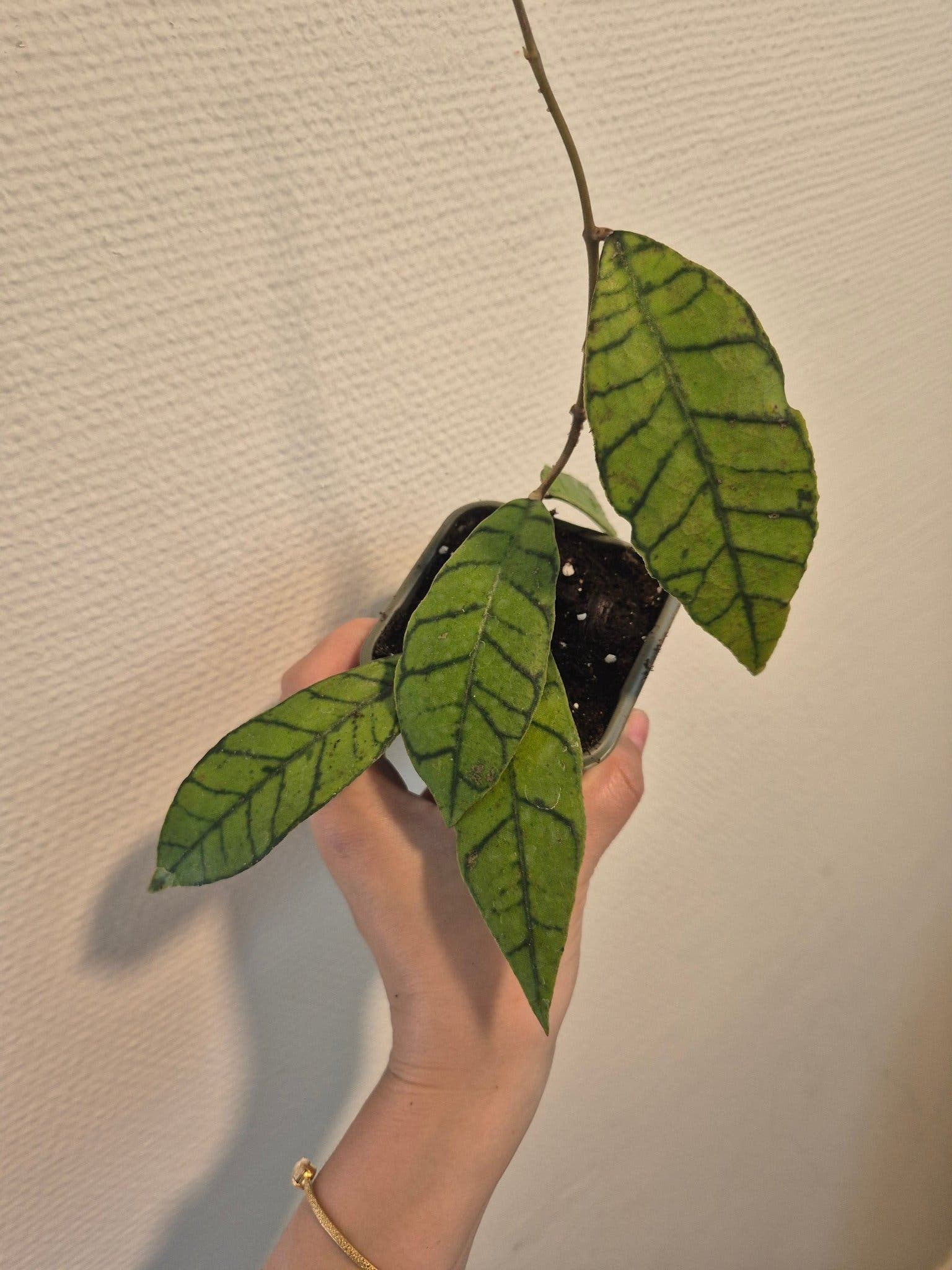 Hoya callistophylla