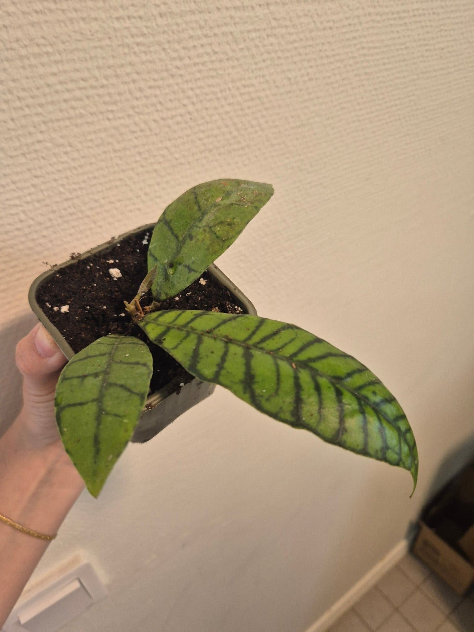 Hoya callistophylla
