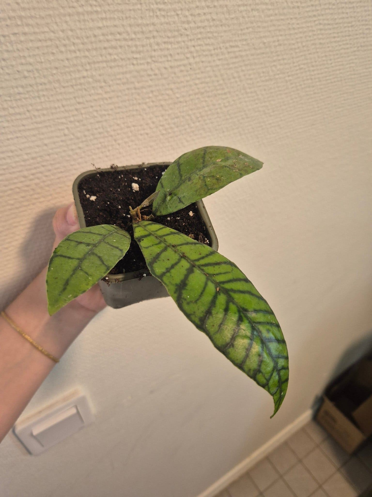 Hoya callistophylla
