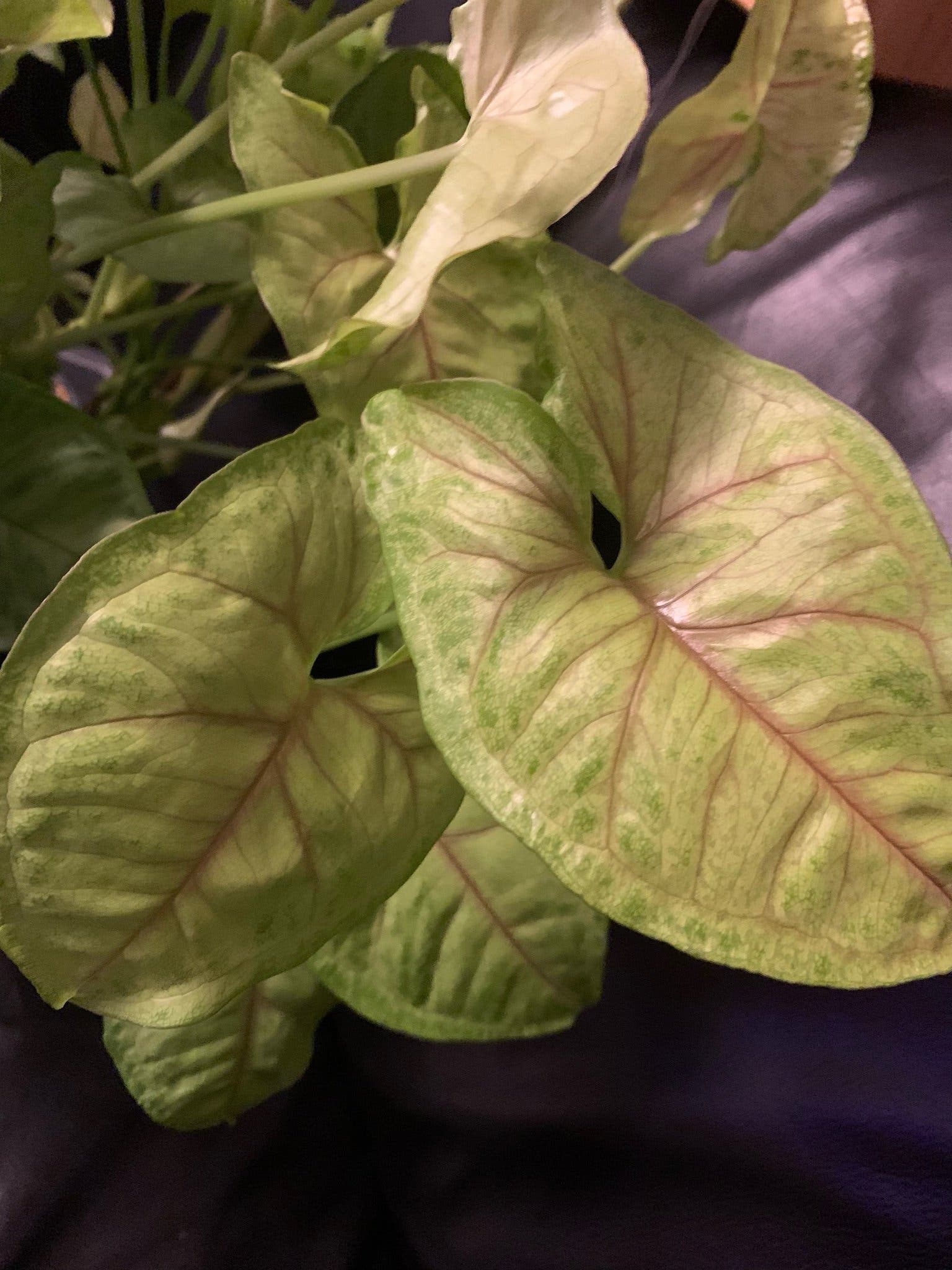 TVÅ TJUSIGA STICKLINGAR AV Syngonium podophyllum 'Roxanne'