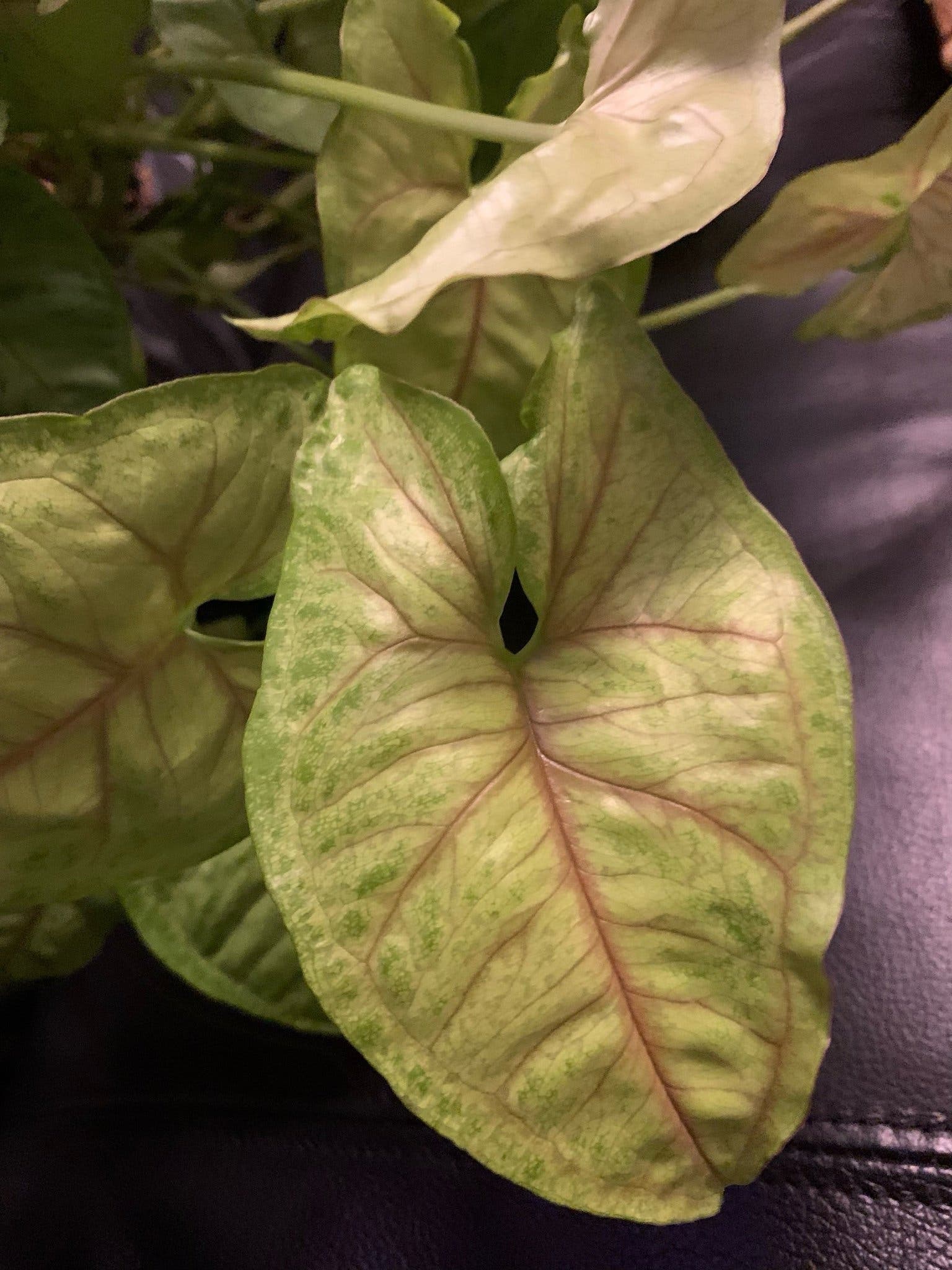 TVÅ TJUSIGA STICKLINGAR AV Syngonium podophyllum 'Roxanne'