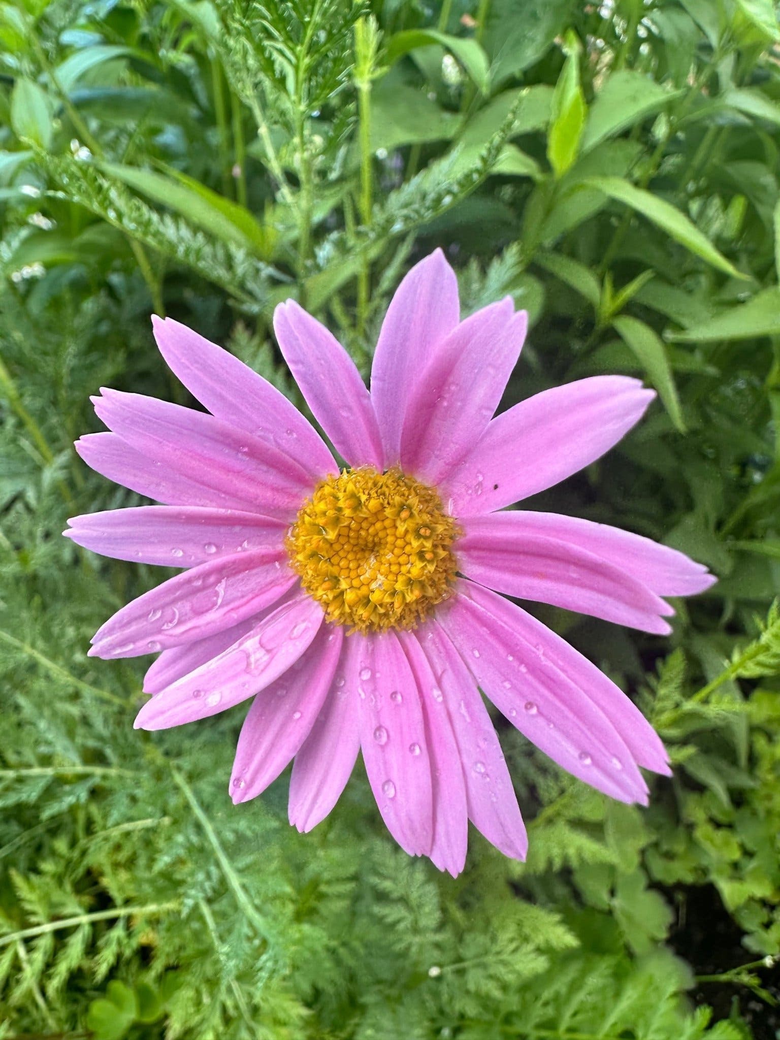 Rosenkrage “Robinson’s Giants” 10 st
