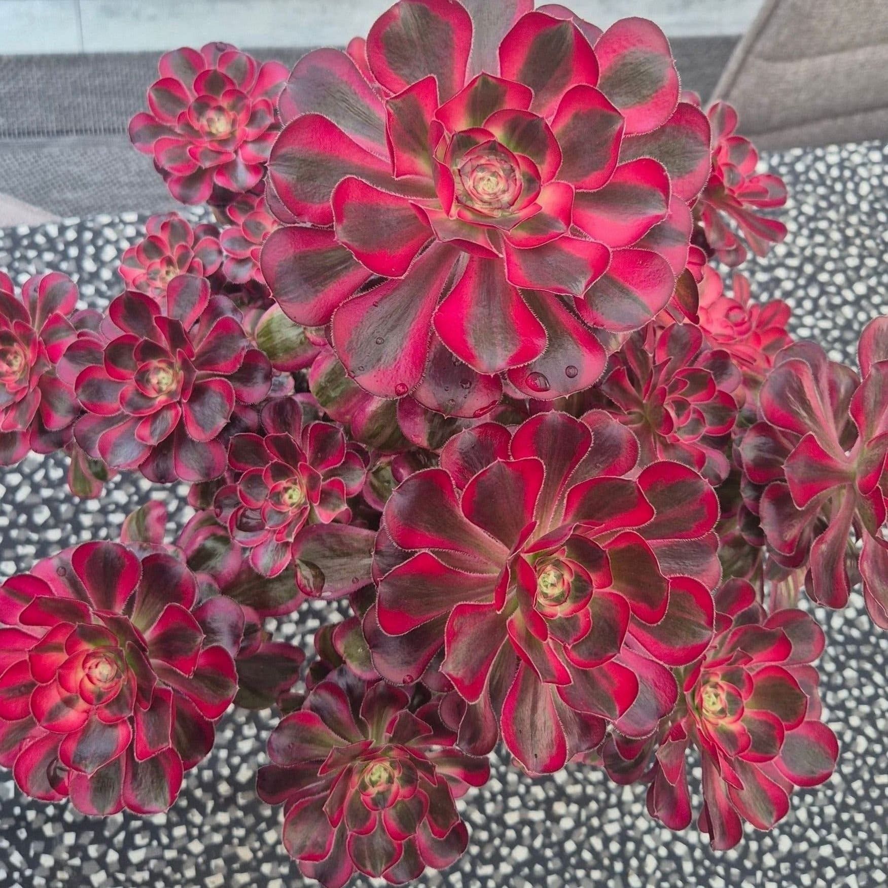 Aeonium, Lina, 2 sticklingar, ovanlig sort
