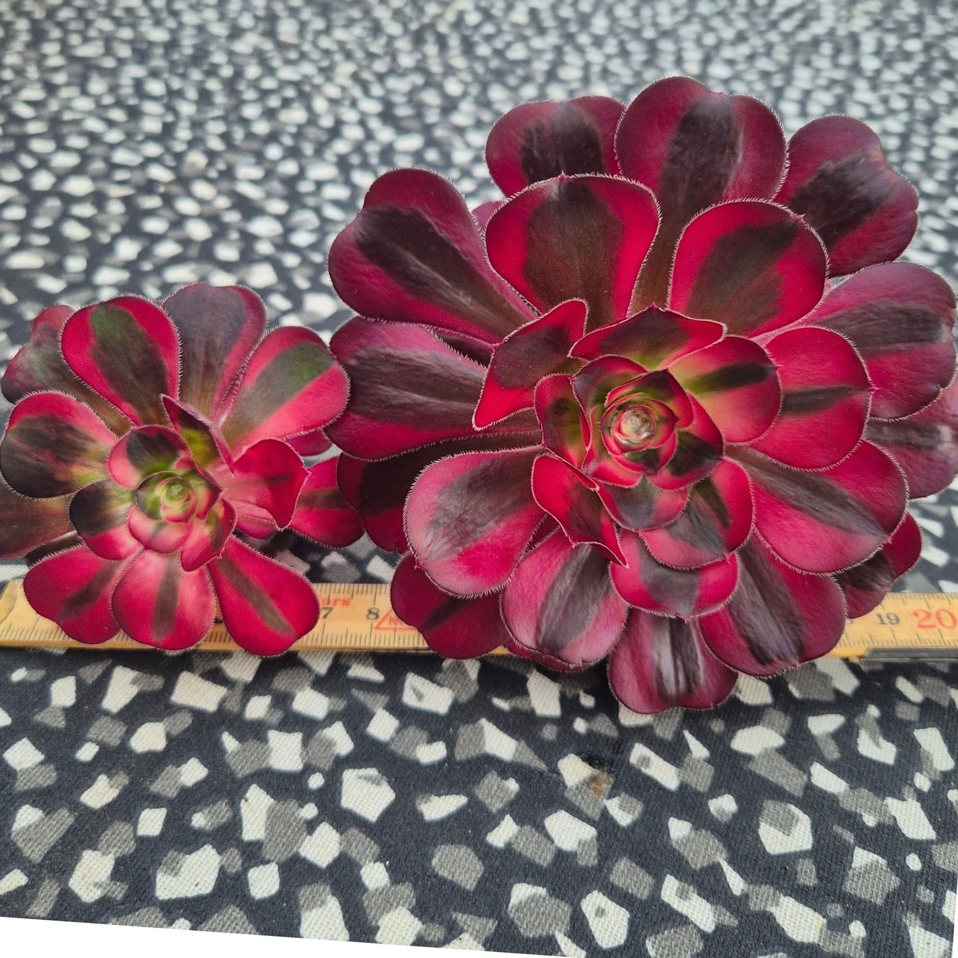 Aeonium, Lina, 2 sticklingar, ovanlig sort