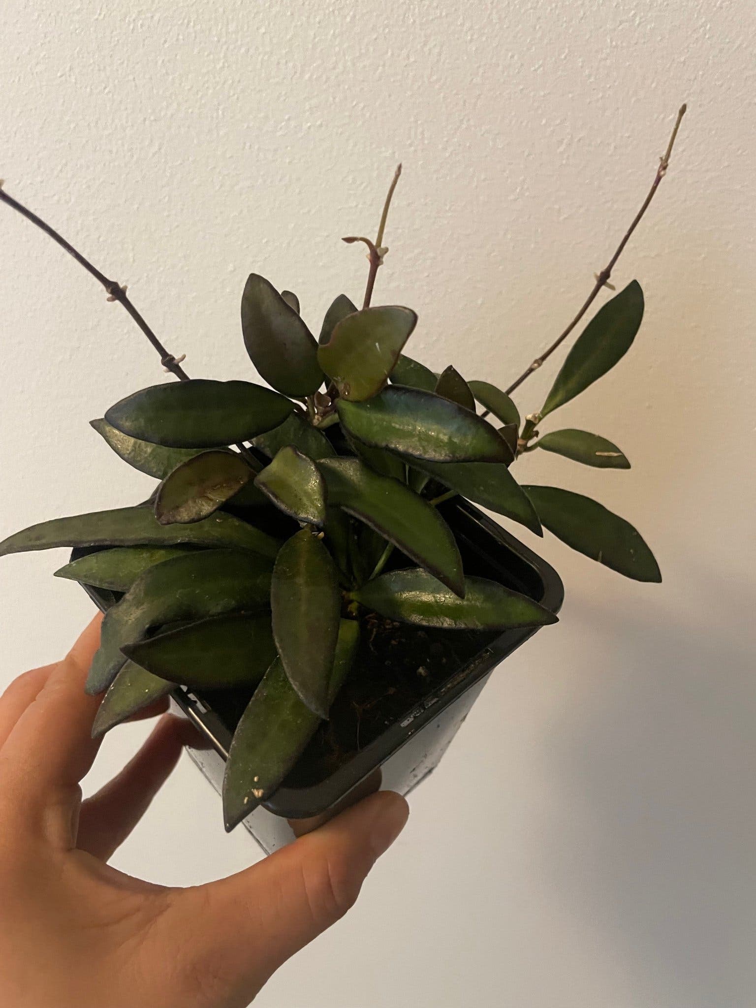 Hoya Rosita