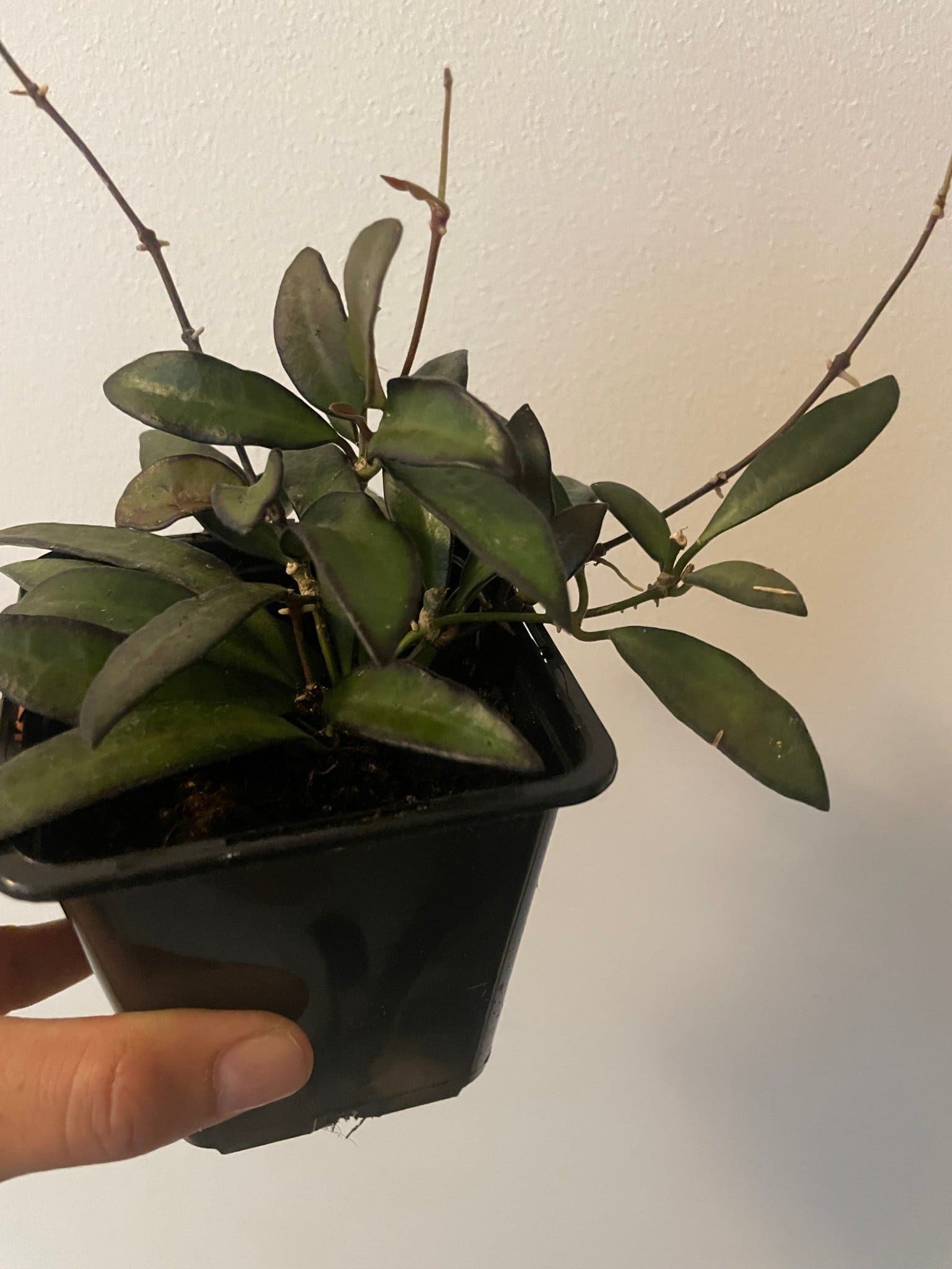 Hoya Rosita