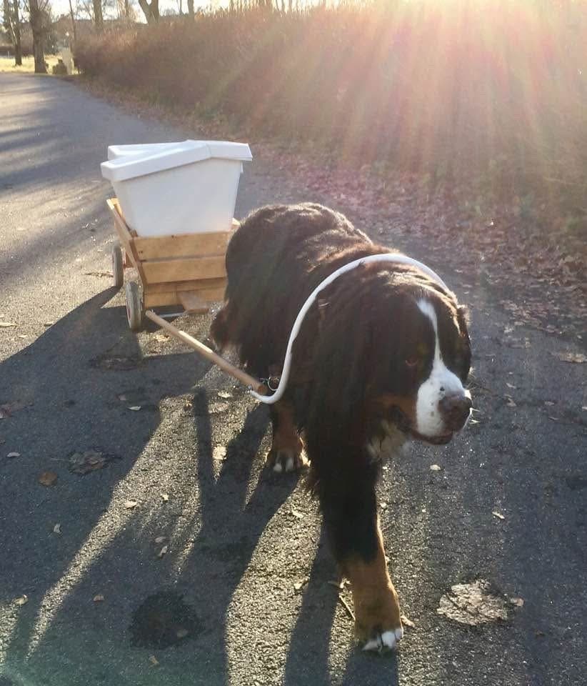Dragvagn för hund med sele