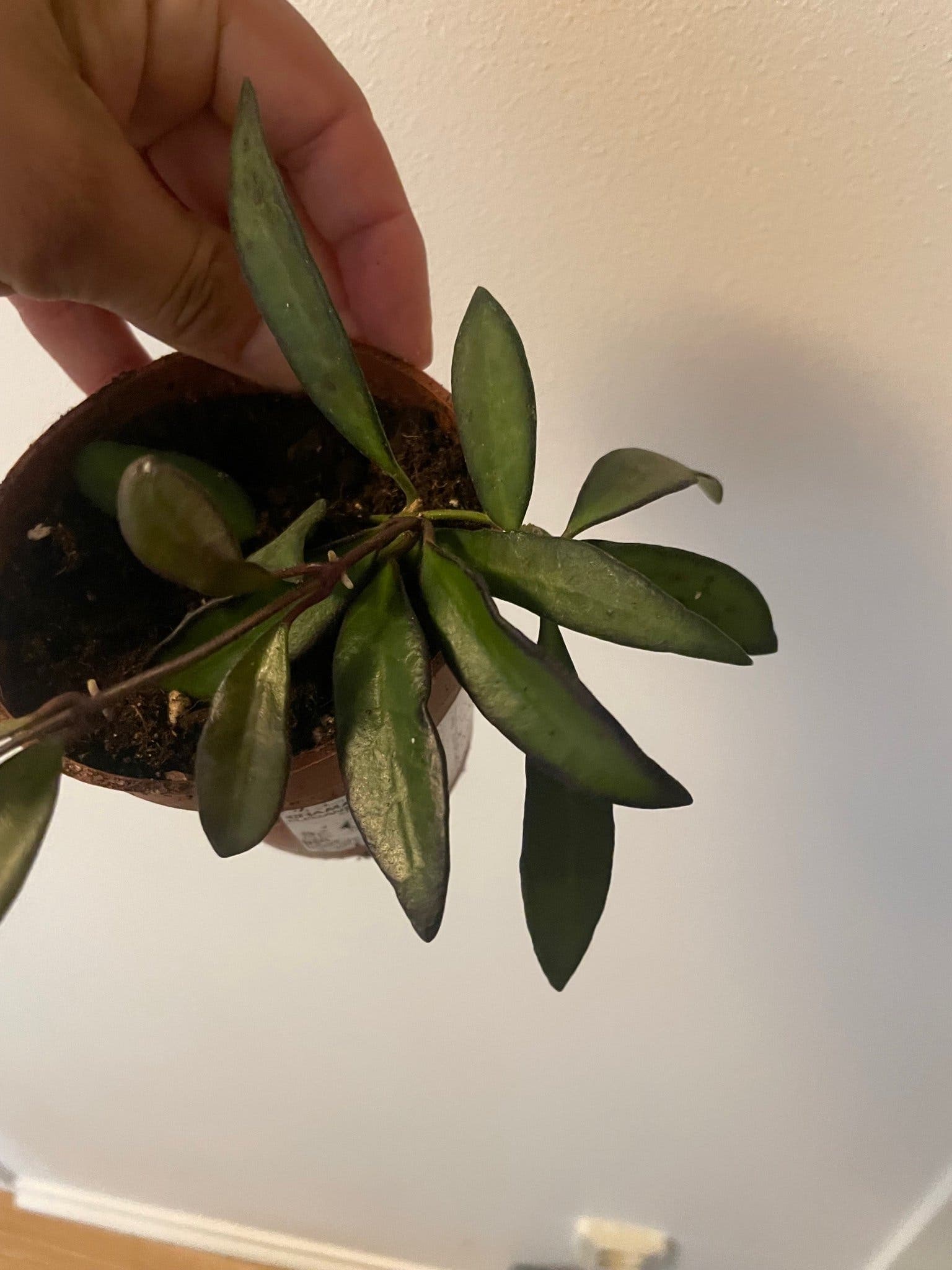 Hoya rosita