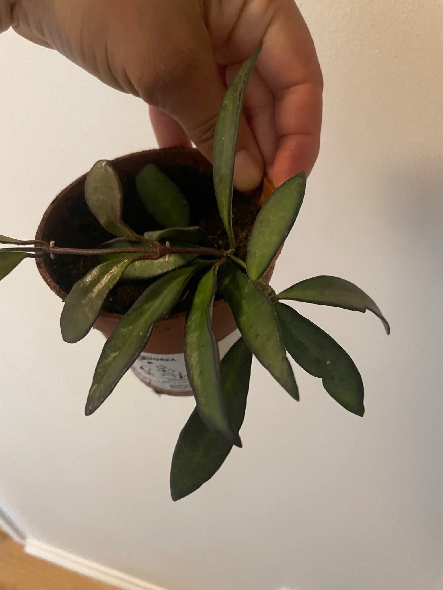 Hoya rosita