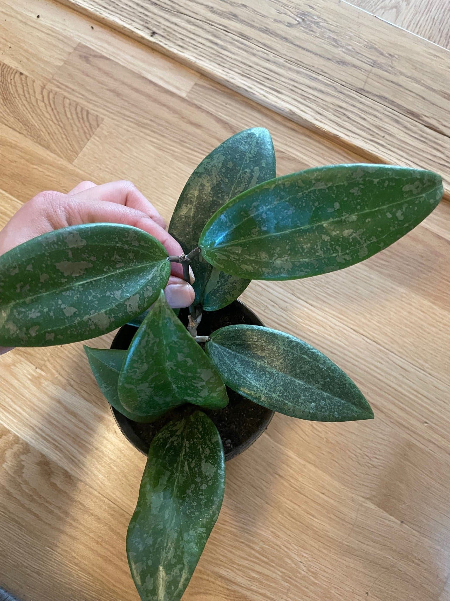 Hoya verticillata