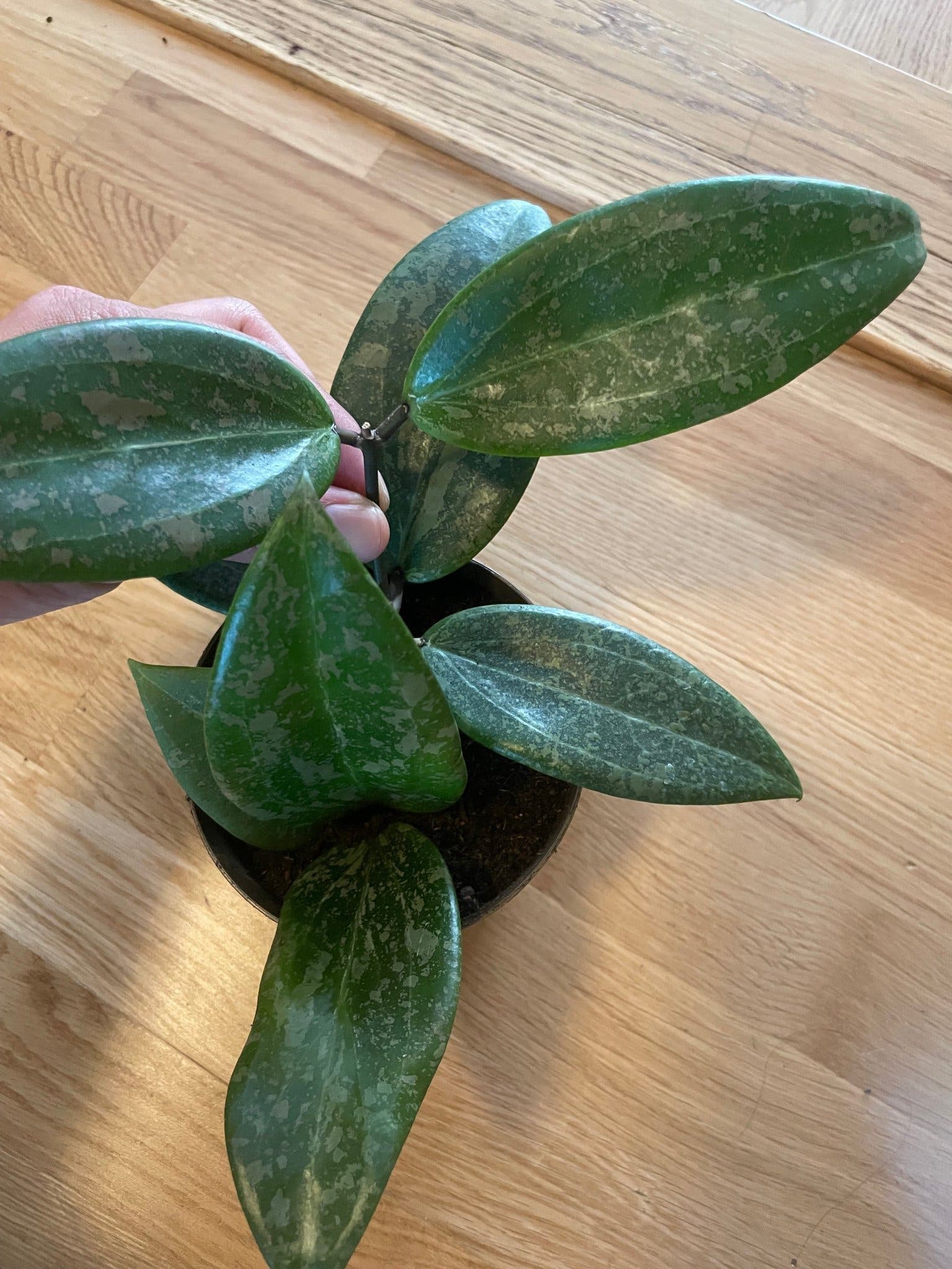 Hoya verticillata