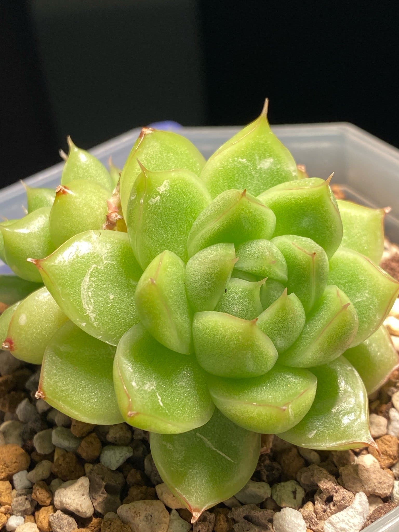 Succulent plant - Echeveria Malgan