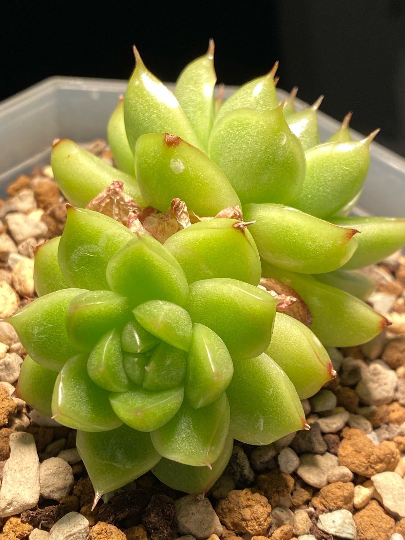 Succulent plant - Echeveria Malgan