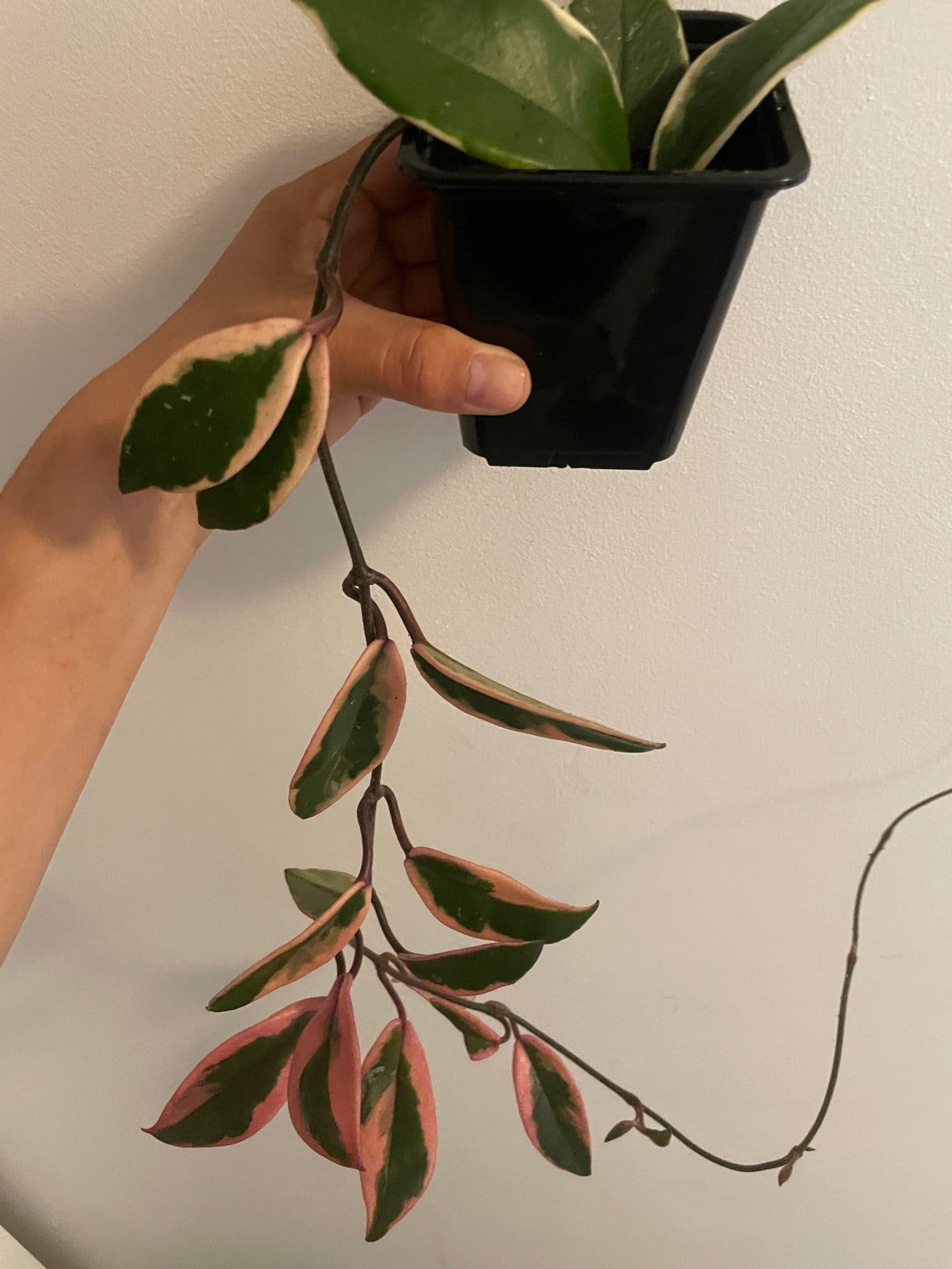 Hoya flamingo dream