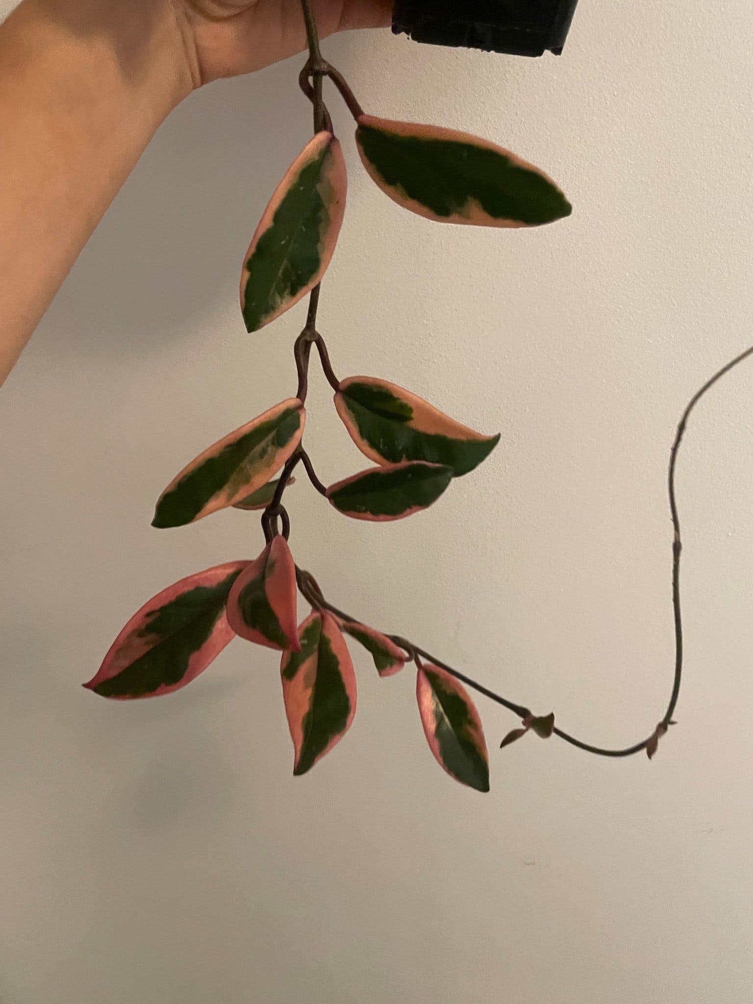 Hoya flamingo dream