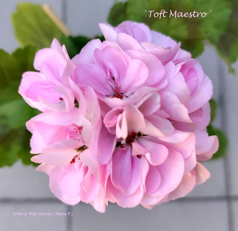 Pelargon `Toft Maestro´, zonal, tetraploid. Rotad, etablerad, stickling
