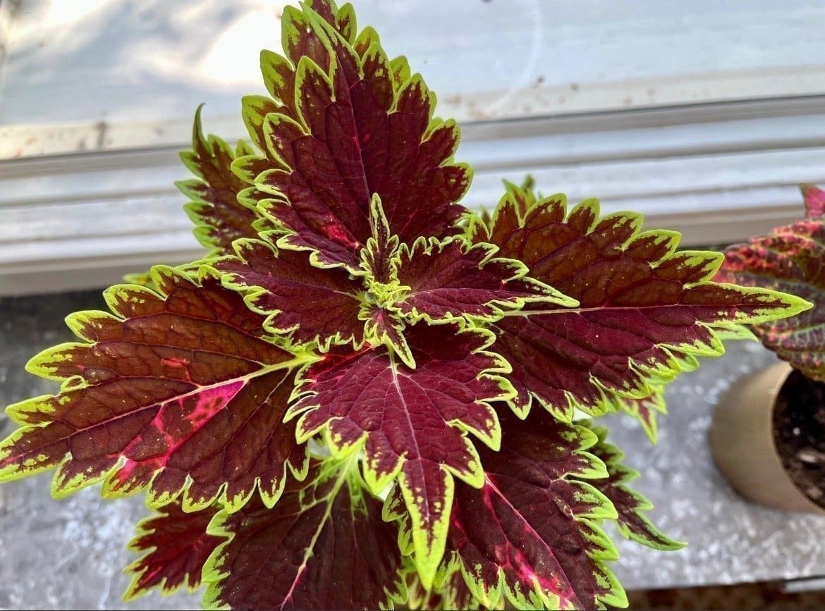 Stickling Palettblad Coleus Bourbon Street