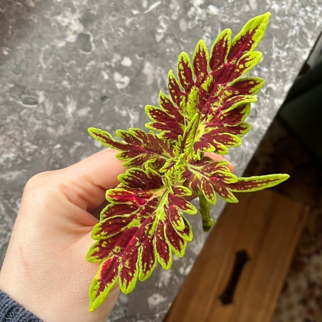 Stickling Palettblad Coleus Bourbon Street