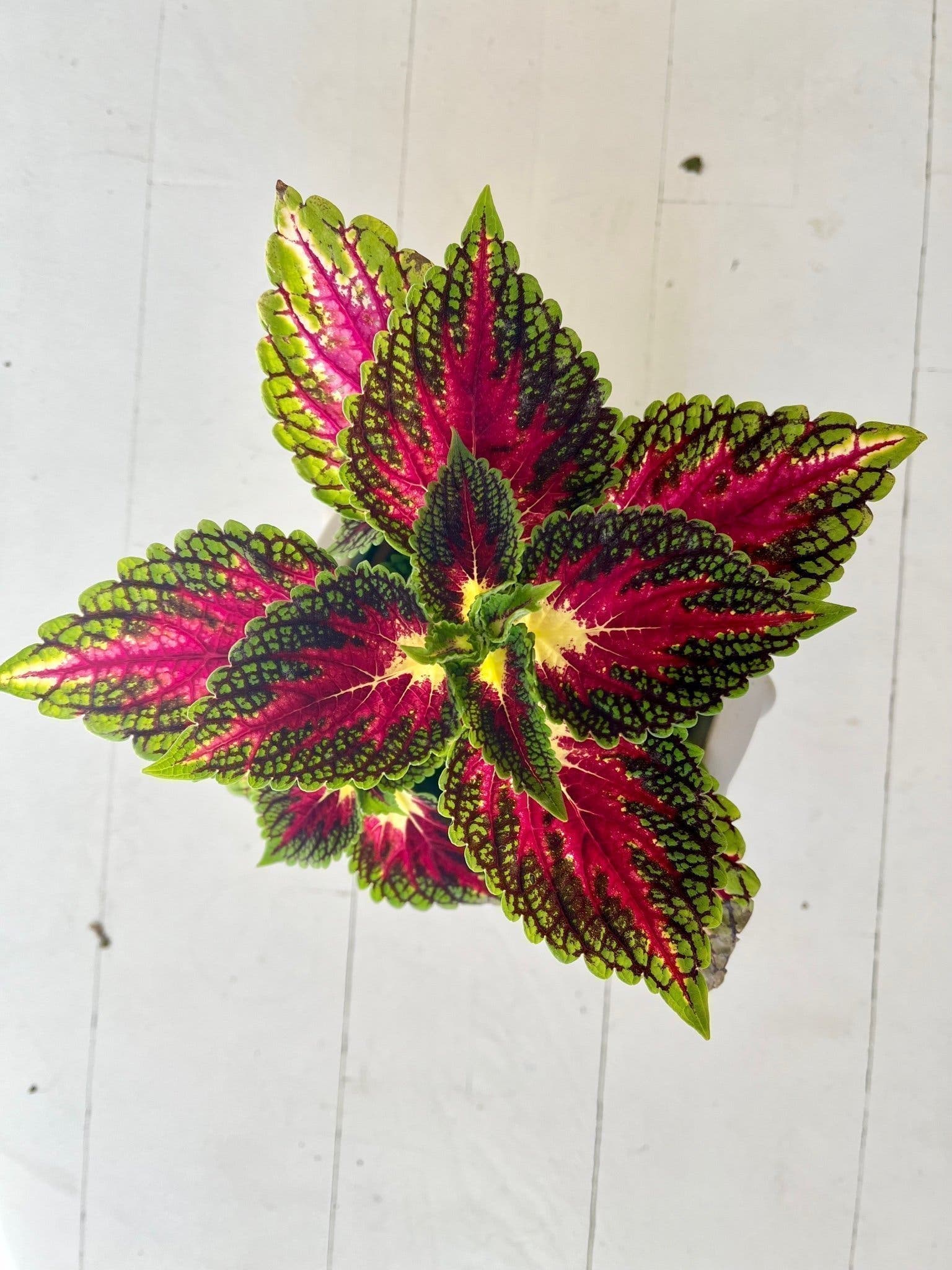 Stickling Palettblad Coleus Space Cake