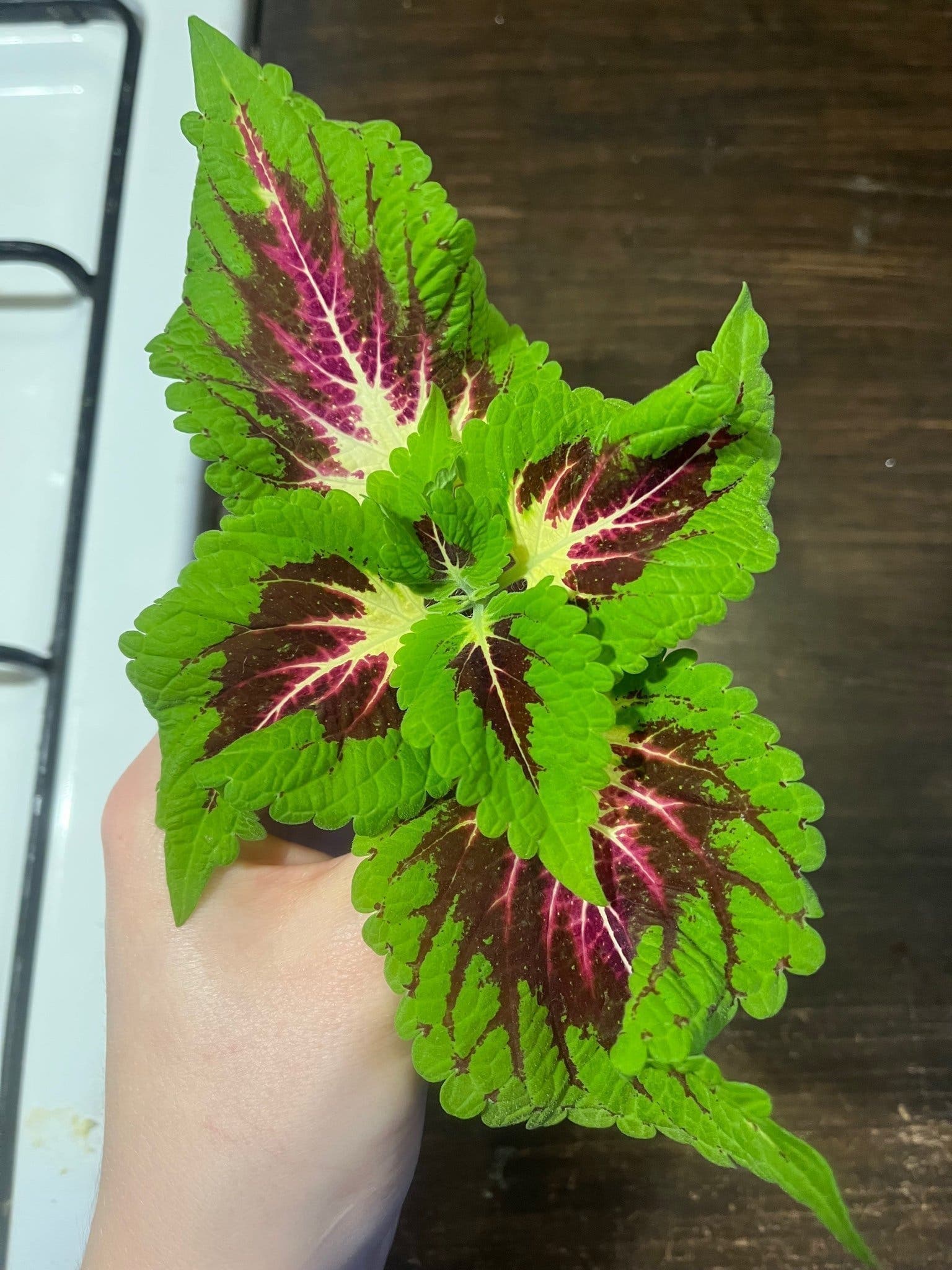 Stickling Palettblad Coleus Space Cake