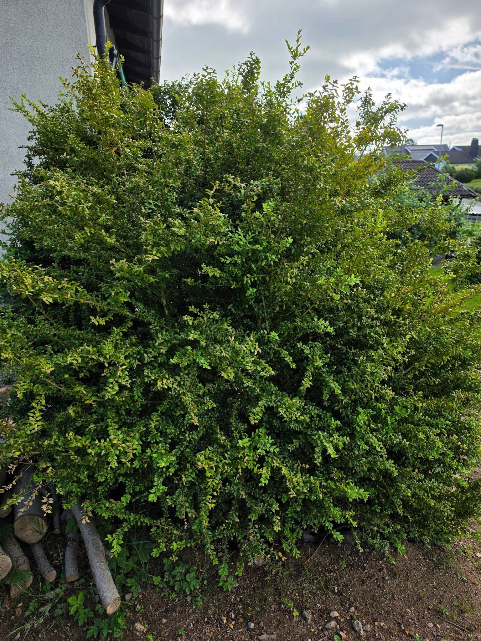 Stor buxbom 2,5 m (vintergrön och perfekt som insynsskydd)