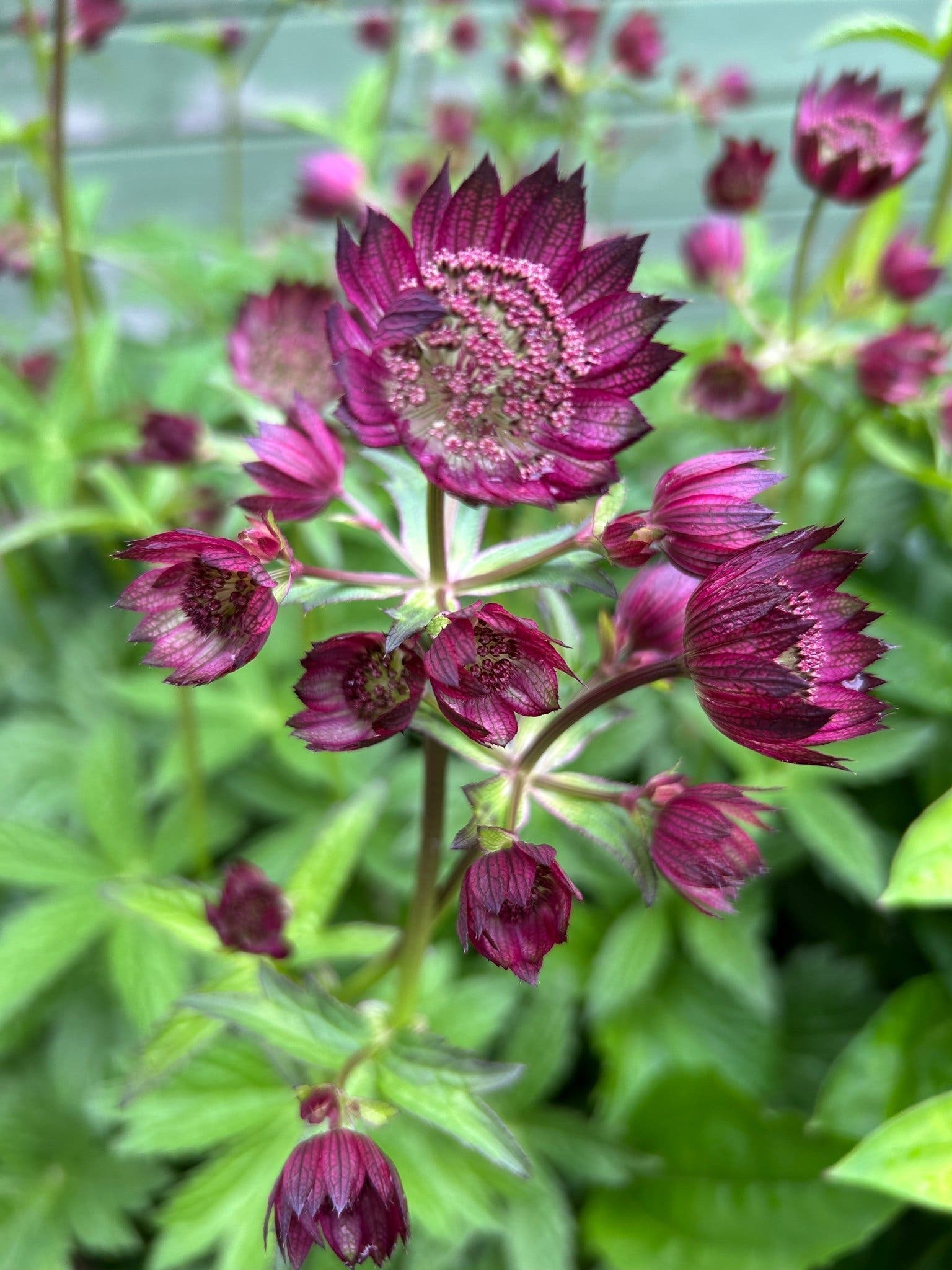 Planta stjärnflocka astrantia (Astrantia major) rotad planta röd rosa