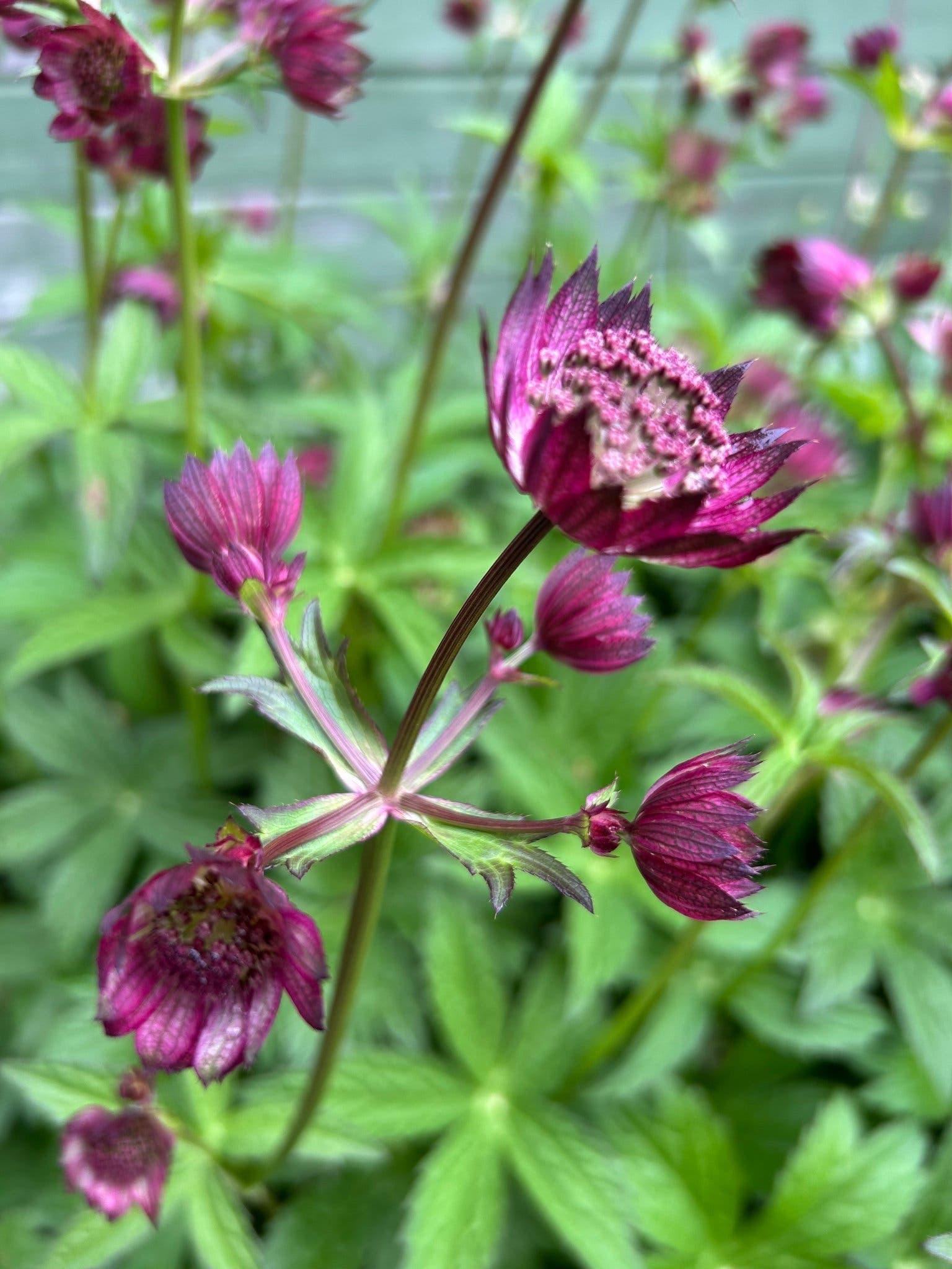 Planta stjärnflocka astrantia (Astrantia major) rotad planta röd rosa