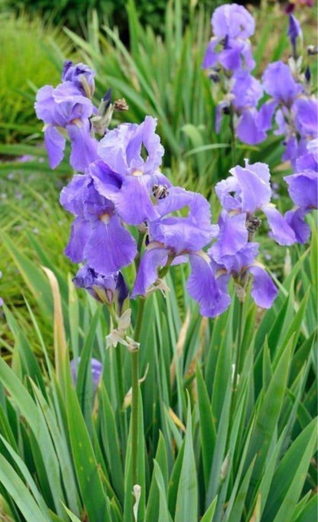 Iris germanica ‘Empress of India’