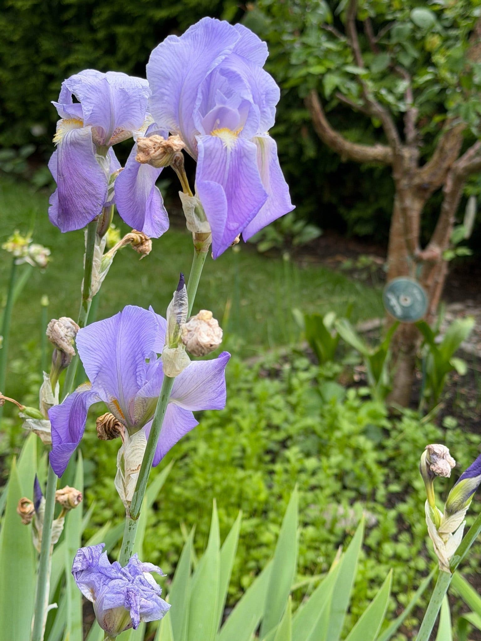 Iris germanica ‘Empress of India’