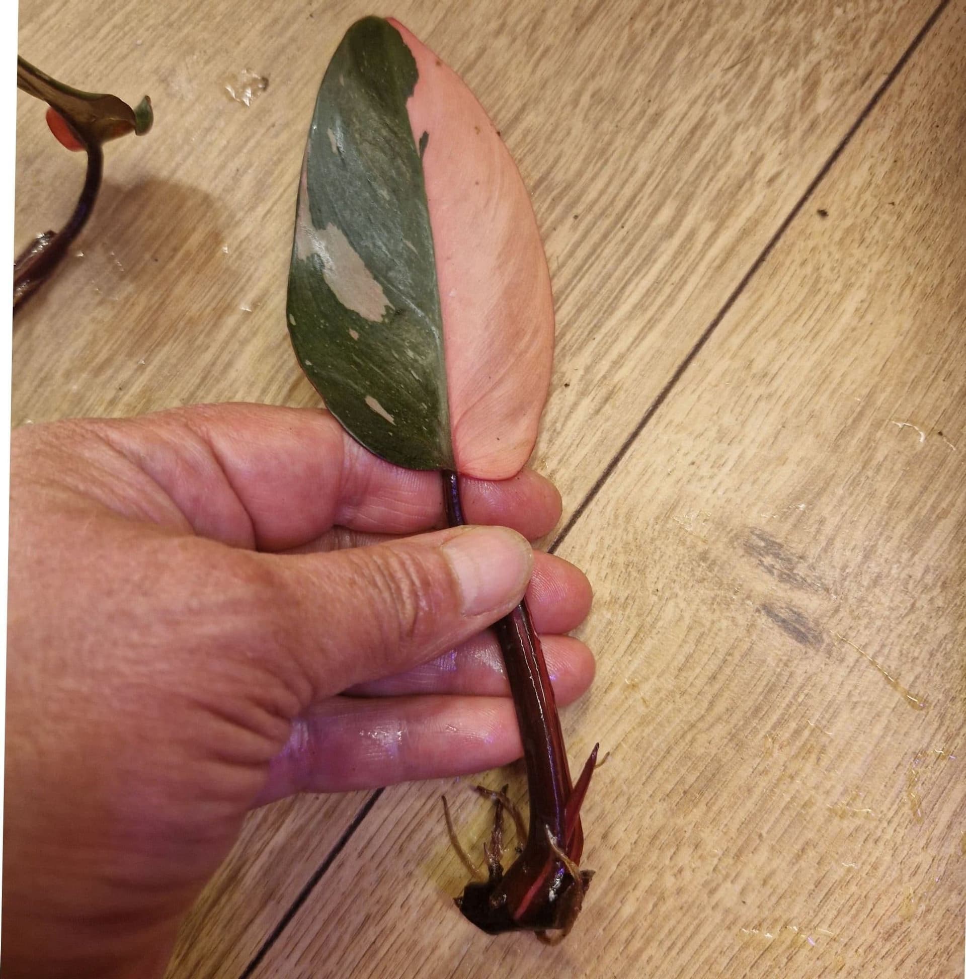 Philodendron " Pink Princess " rotad stickling