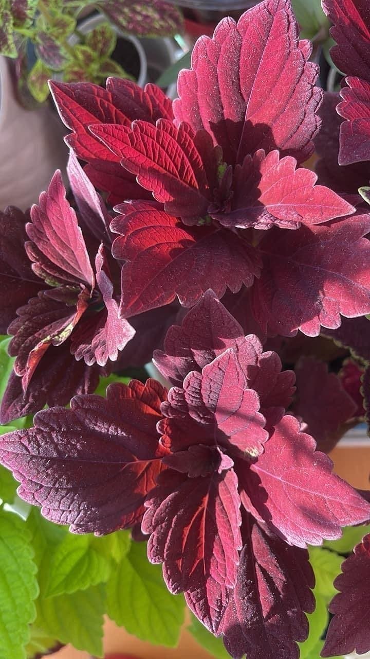 Palettblad, Coleus Marooned