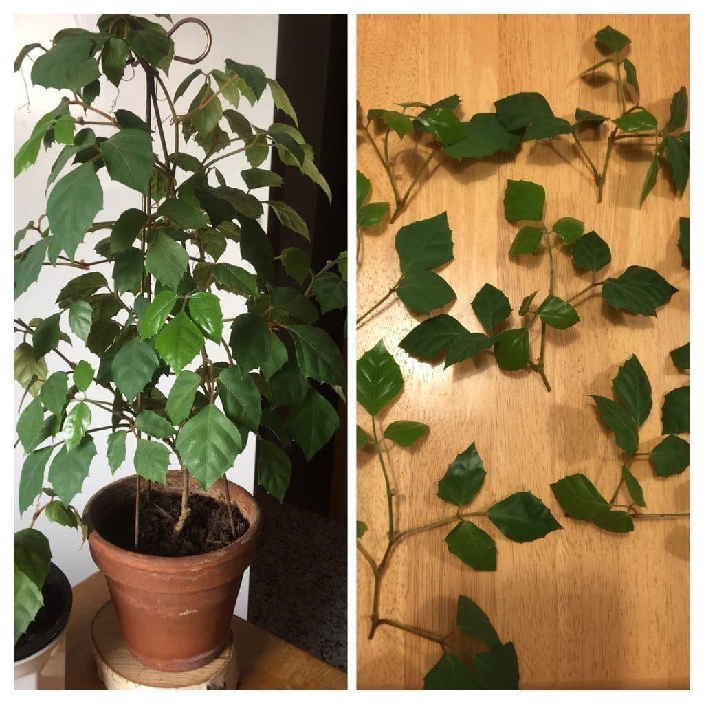 2 styck Kungcissus, Cissus rhombifolia