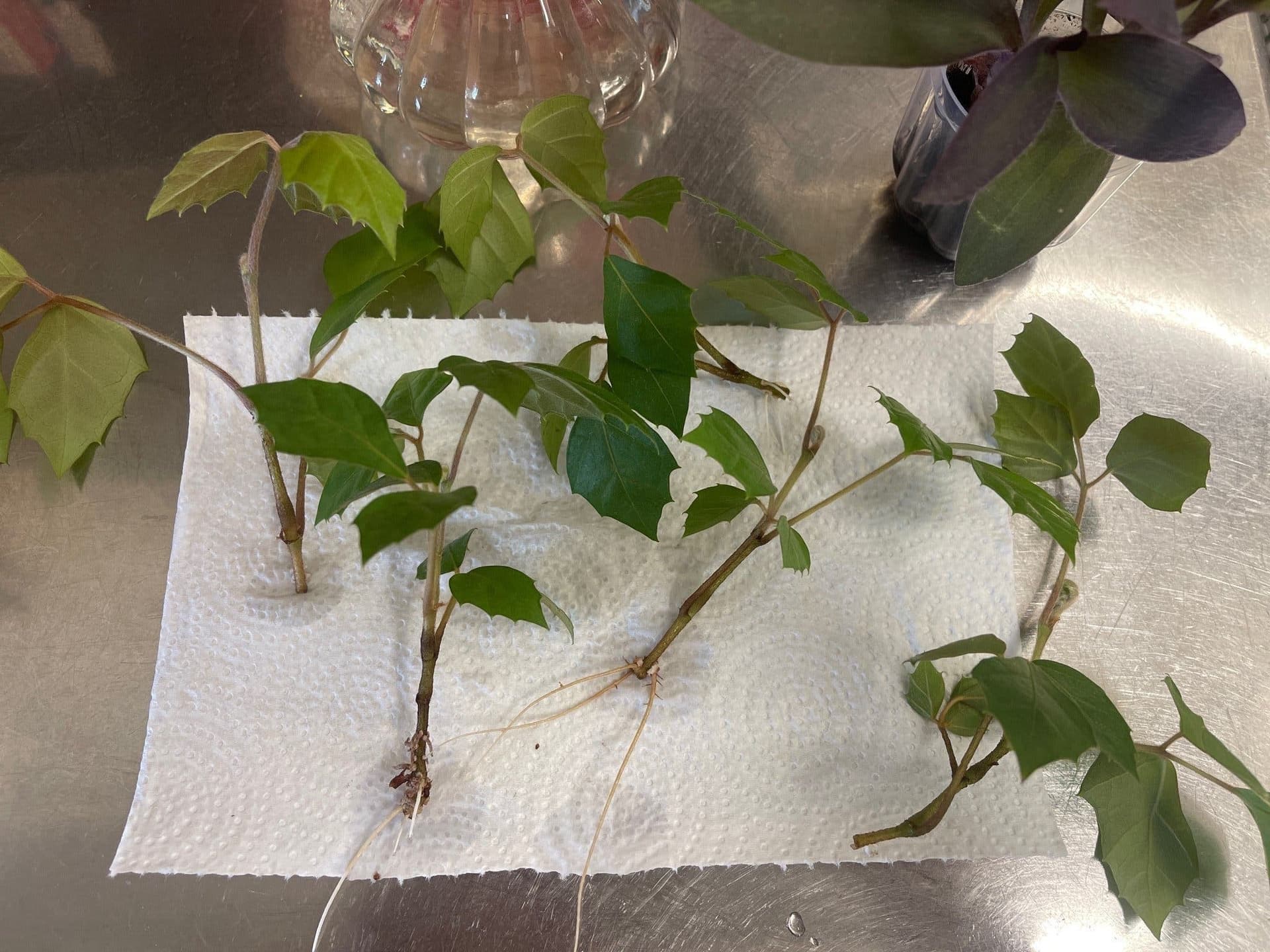 2 styck Kungcissus, Cissus rhombifolia