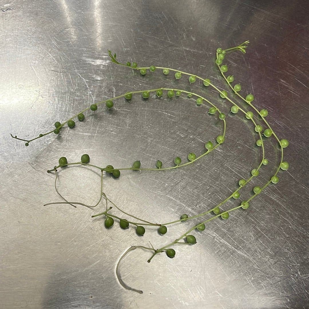 Senecio rowleyanus - Pärlbandsranka- ’Ärtor på tråd’