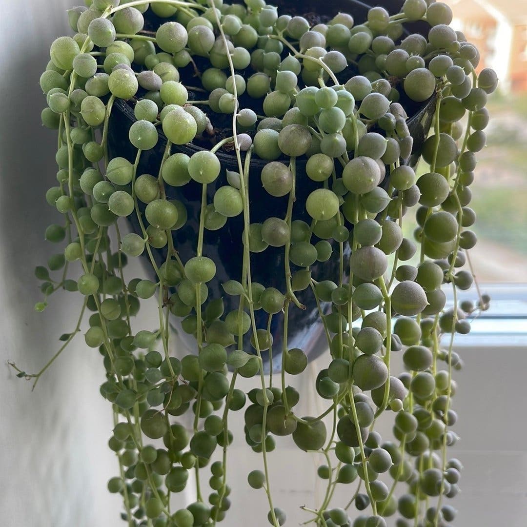 Senecio rowleyanus - Pärlbandsranka- ’Ärtor på tråd’