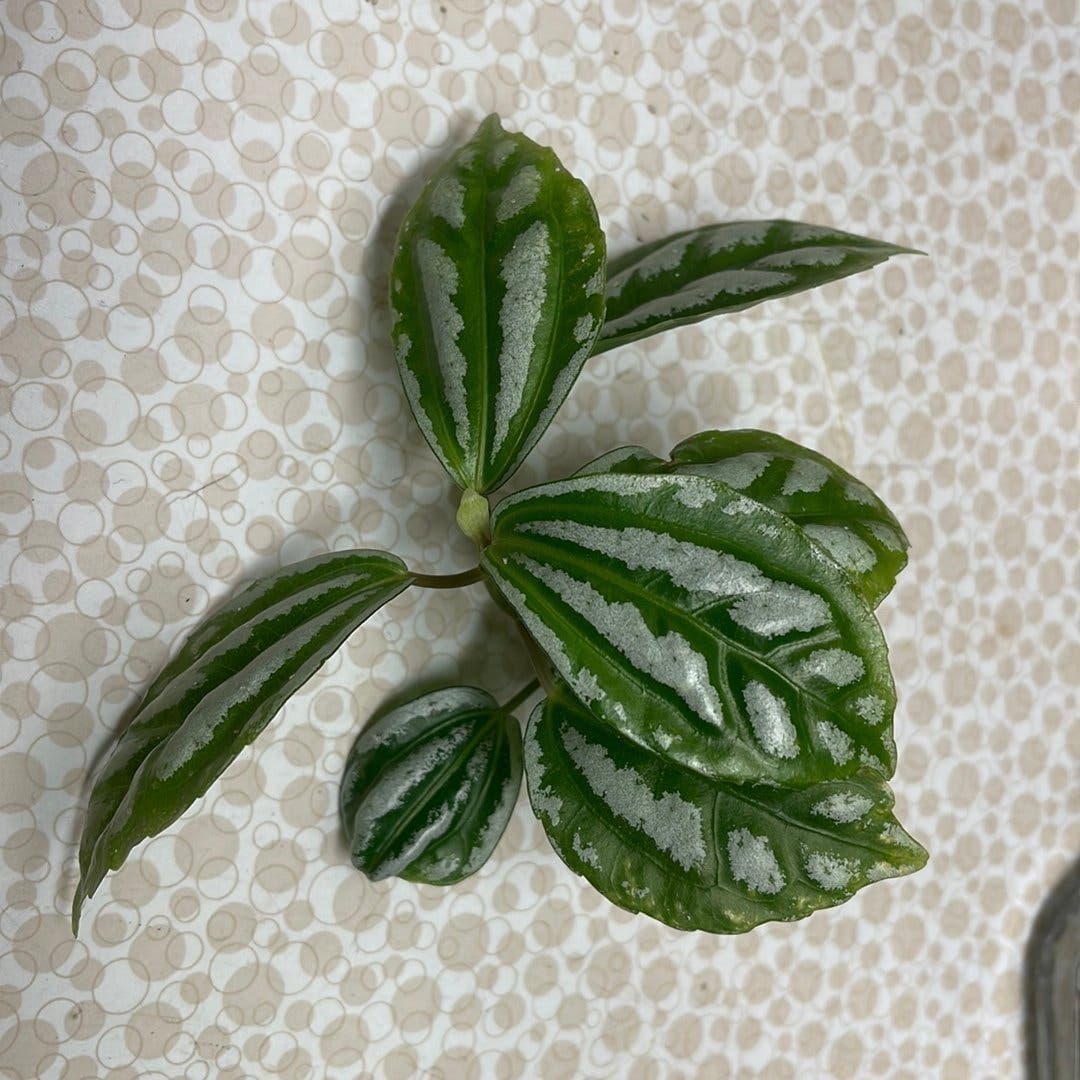 Silverpilea, Pilea cadierei