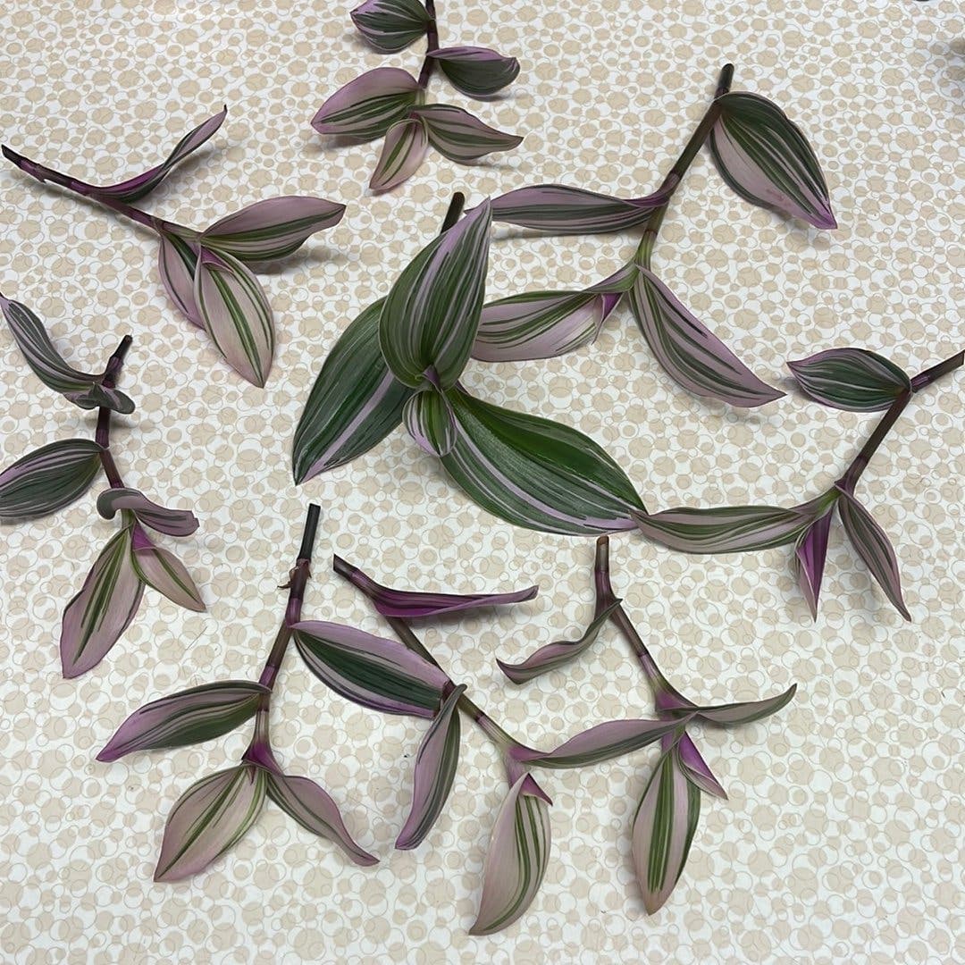 Tradescantia Nanouk
